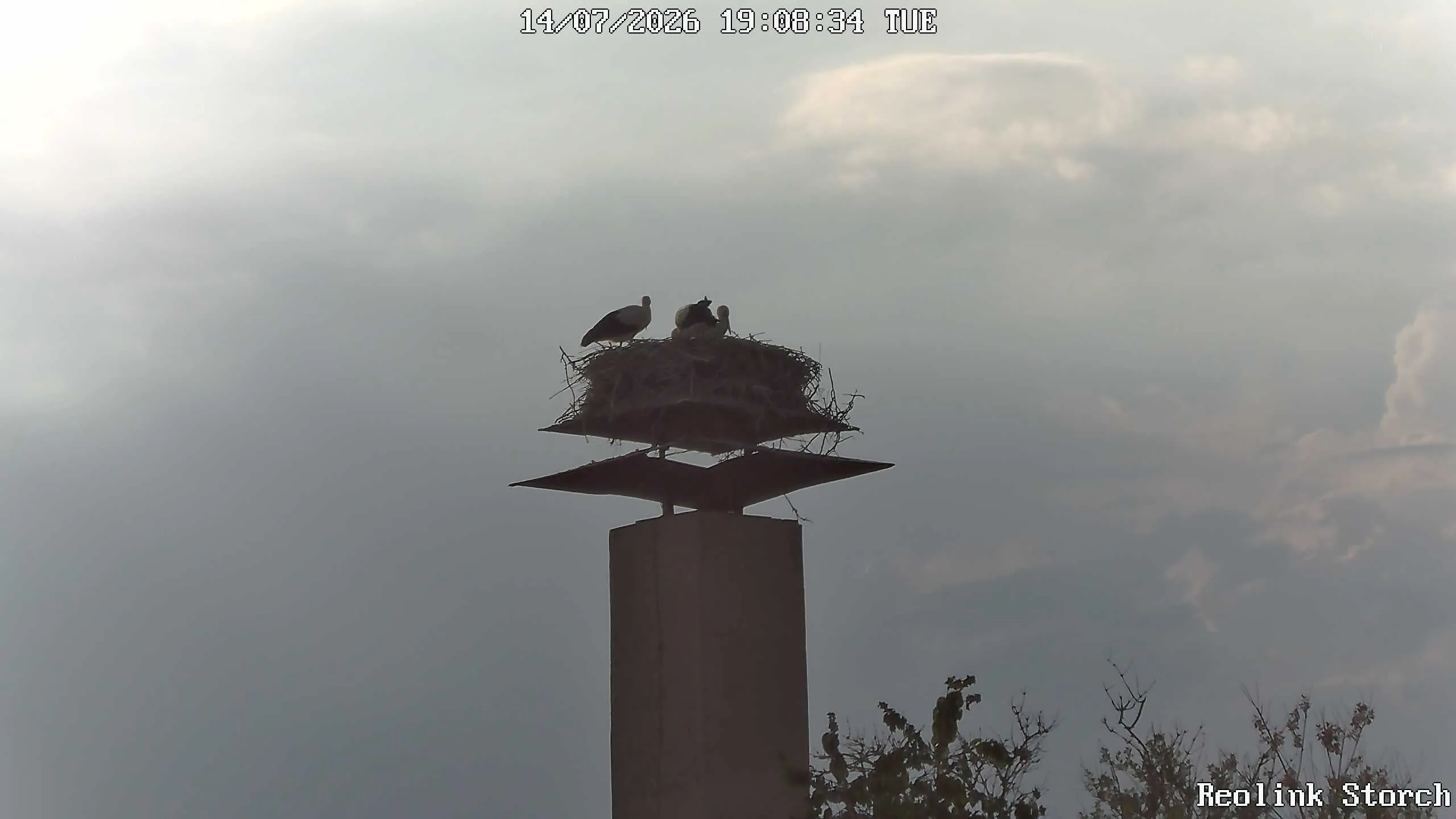 Storchencam Bild
