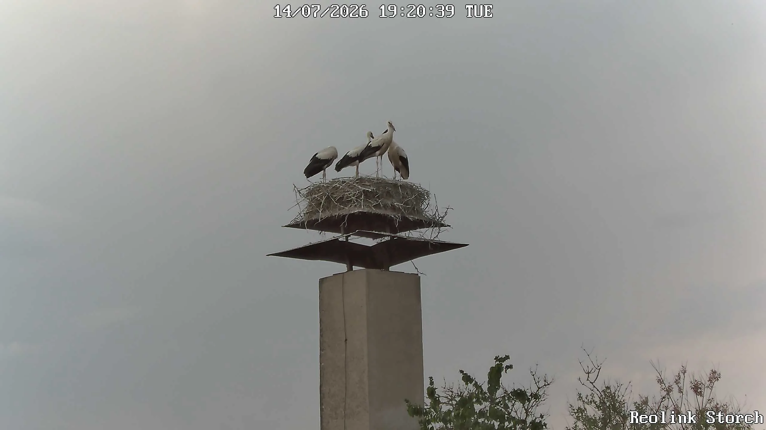 Storchencam Bild