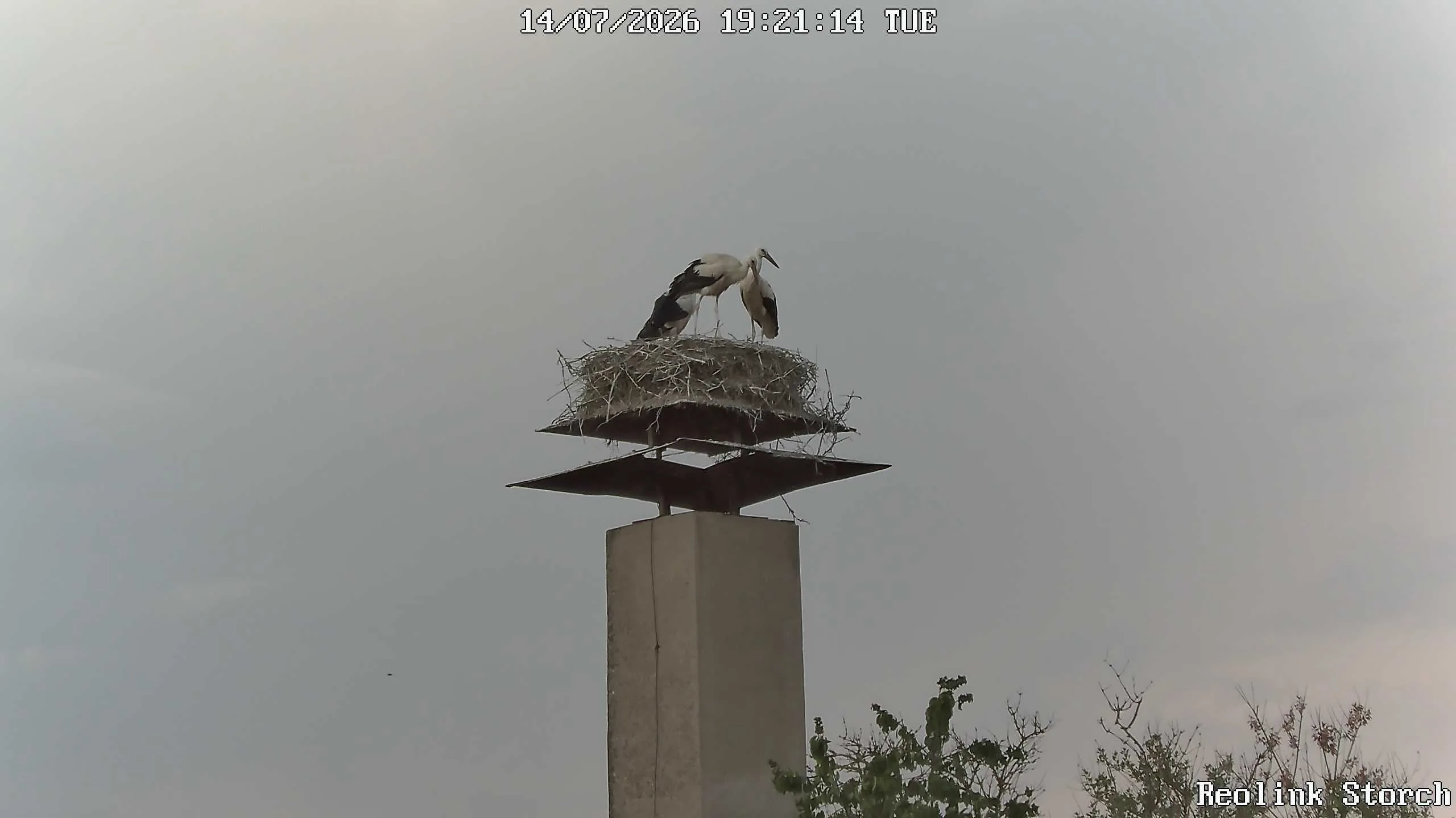 Storchencam Bild