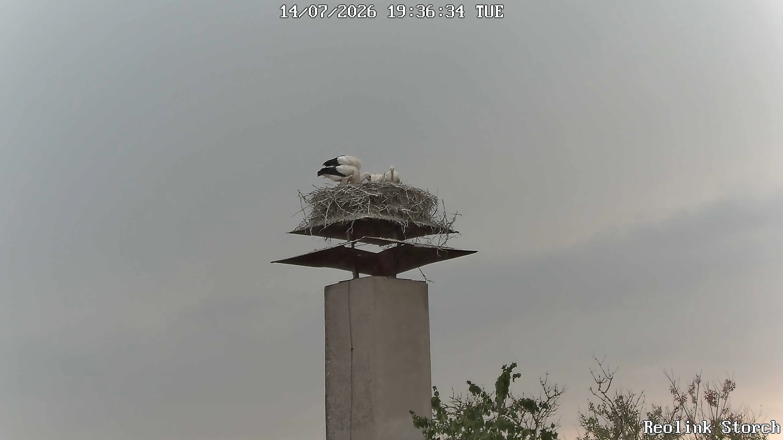 Storchencam Bild