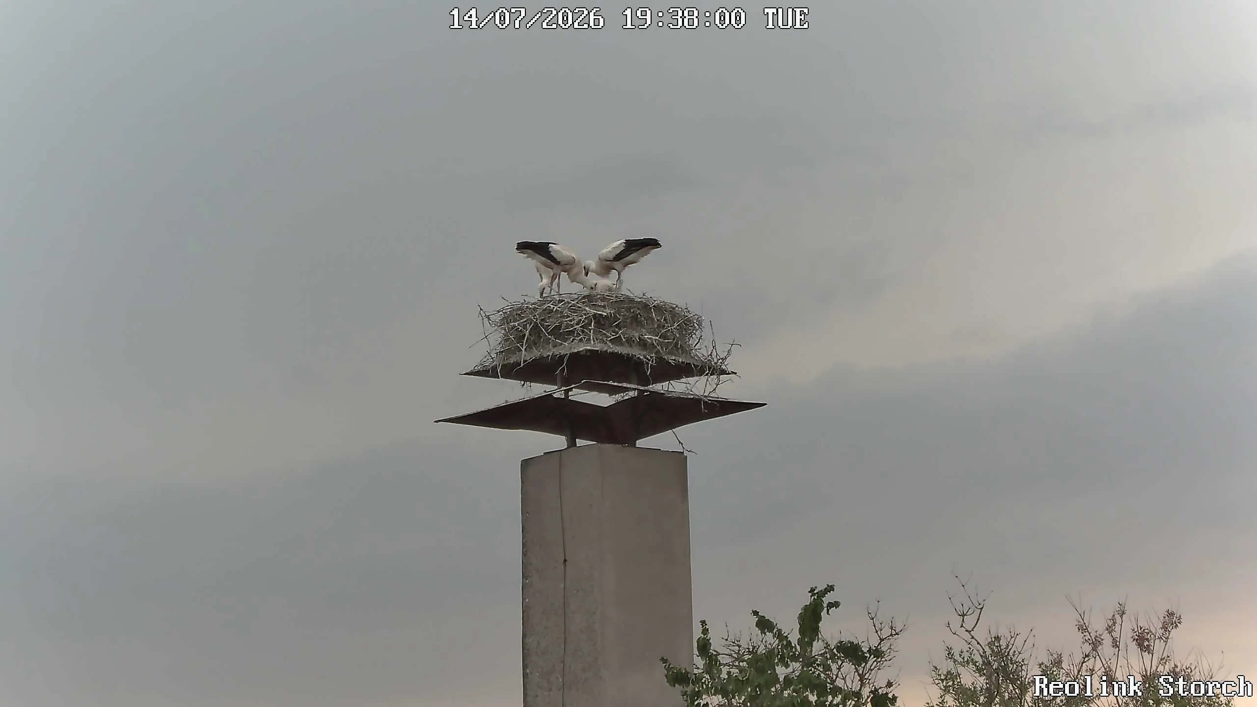 Storchencam Bild