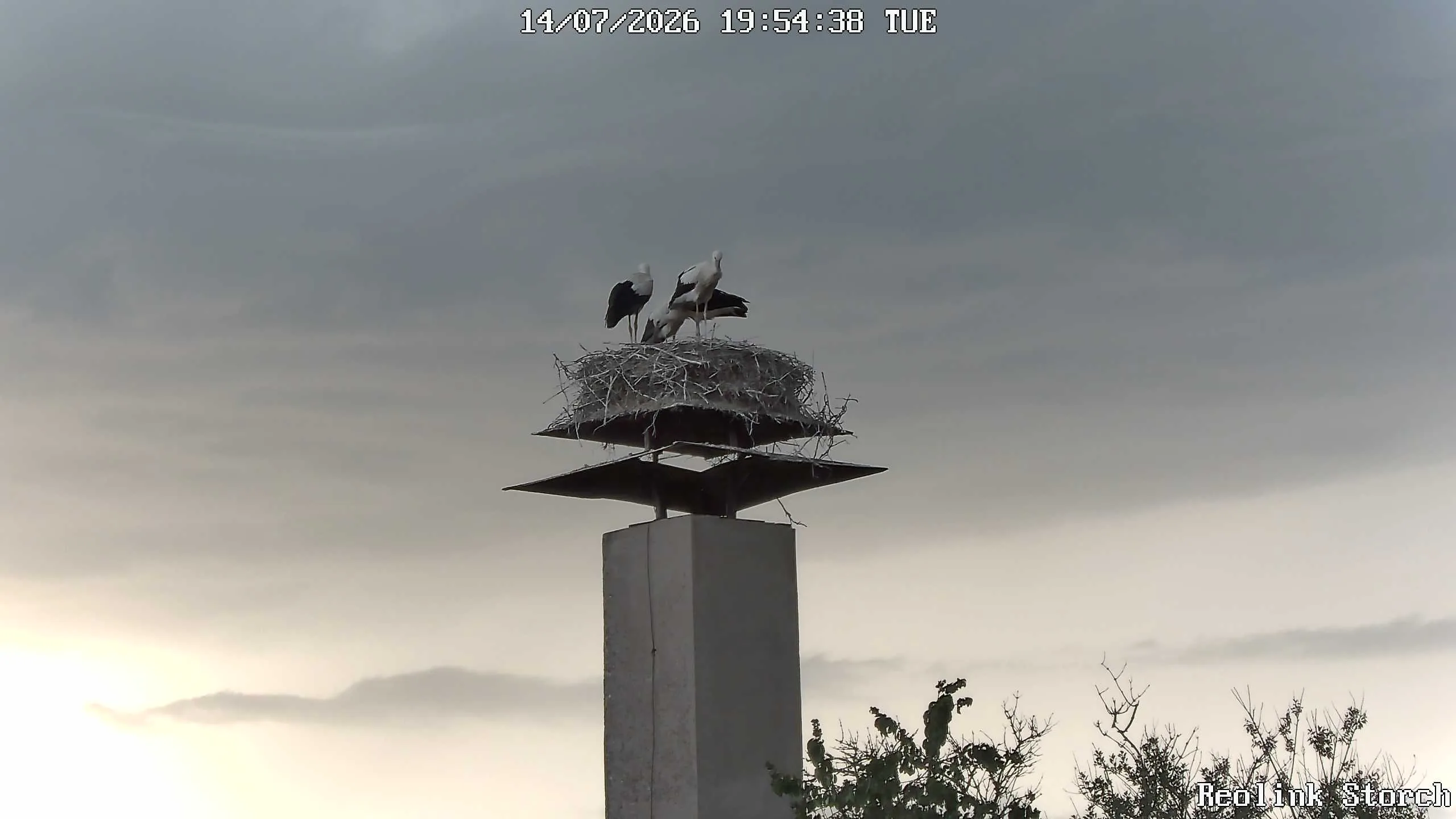 Storchencam Bild