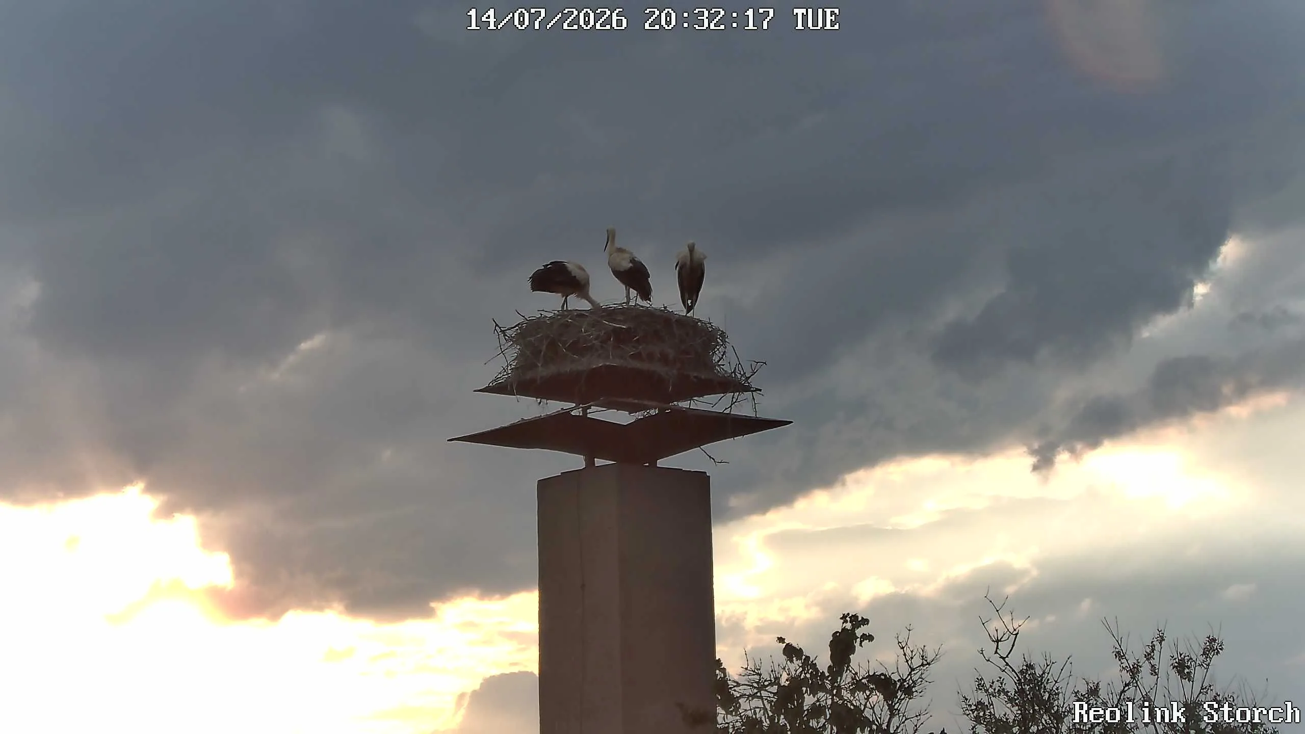 Storchencam Bild