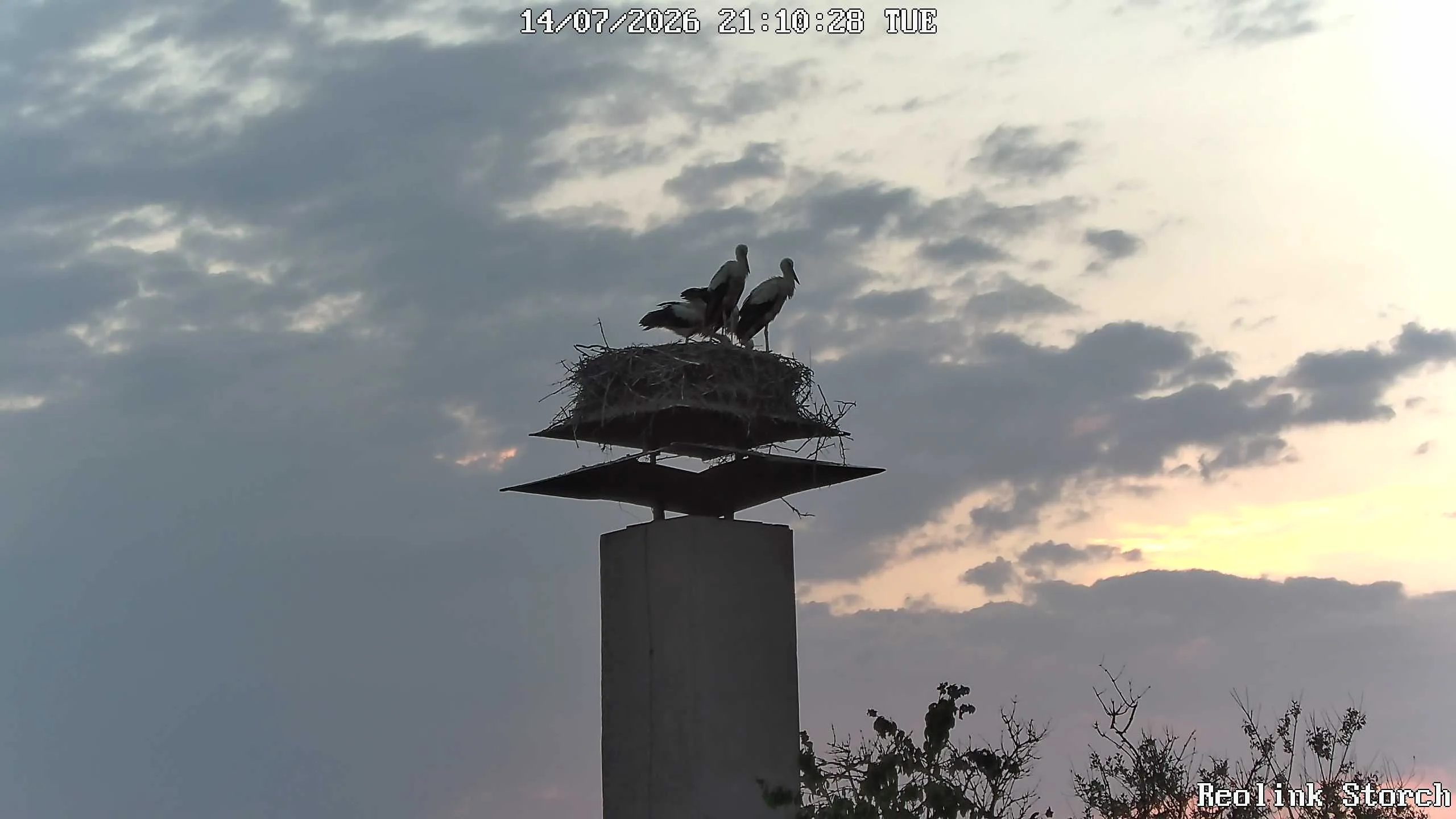 Storchencam Bild