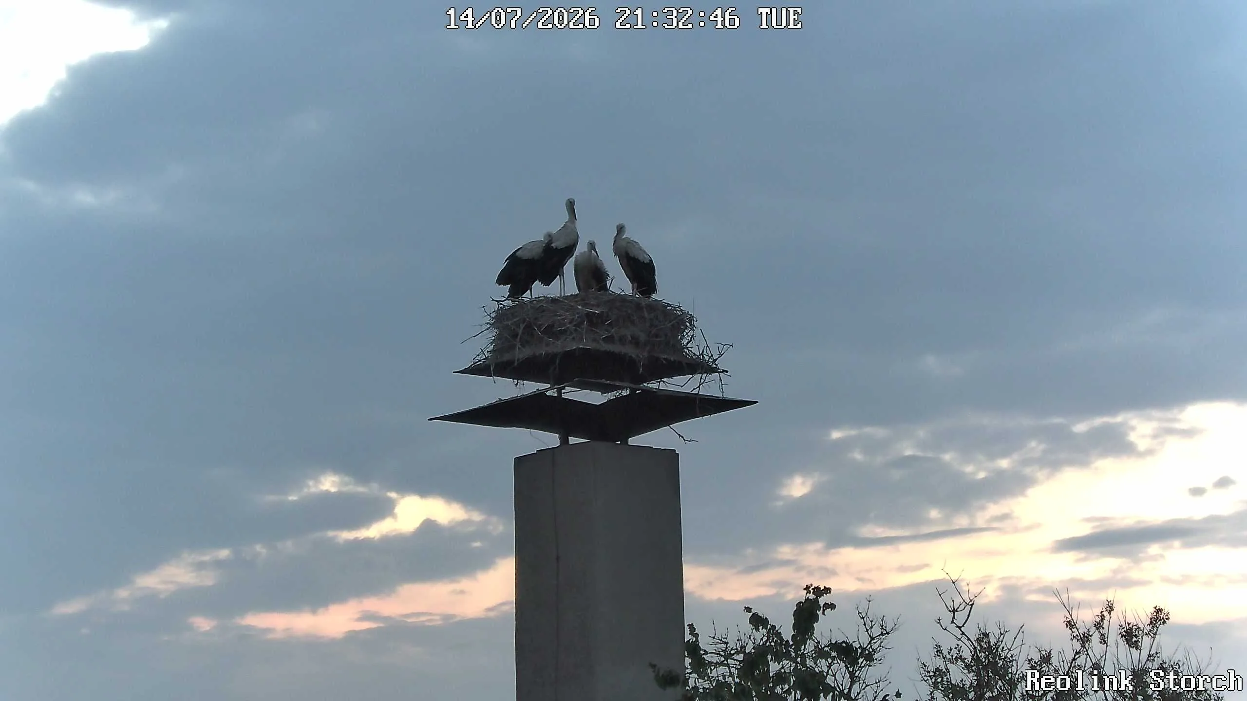 Storchencam Bild
