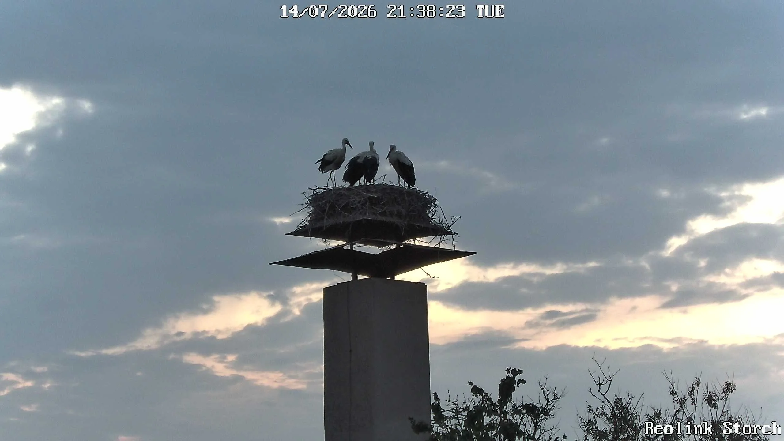 Storchencam Bild