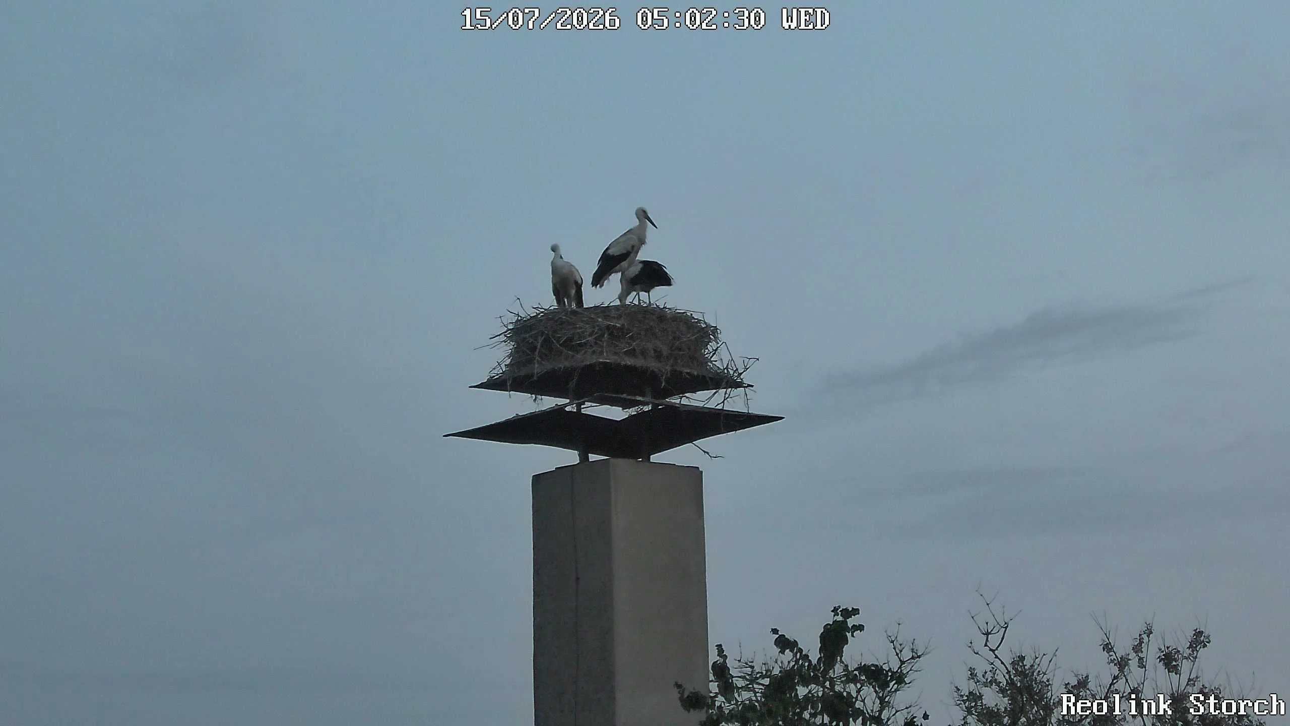 Storchencam Bild