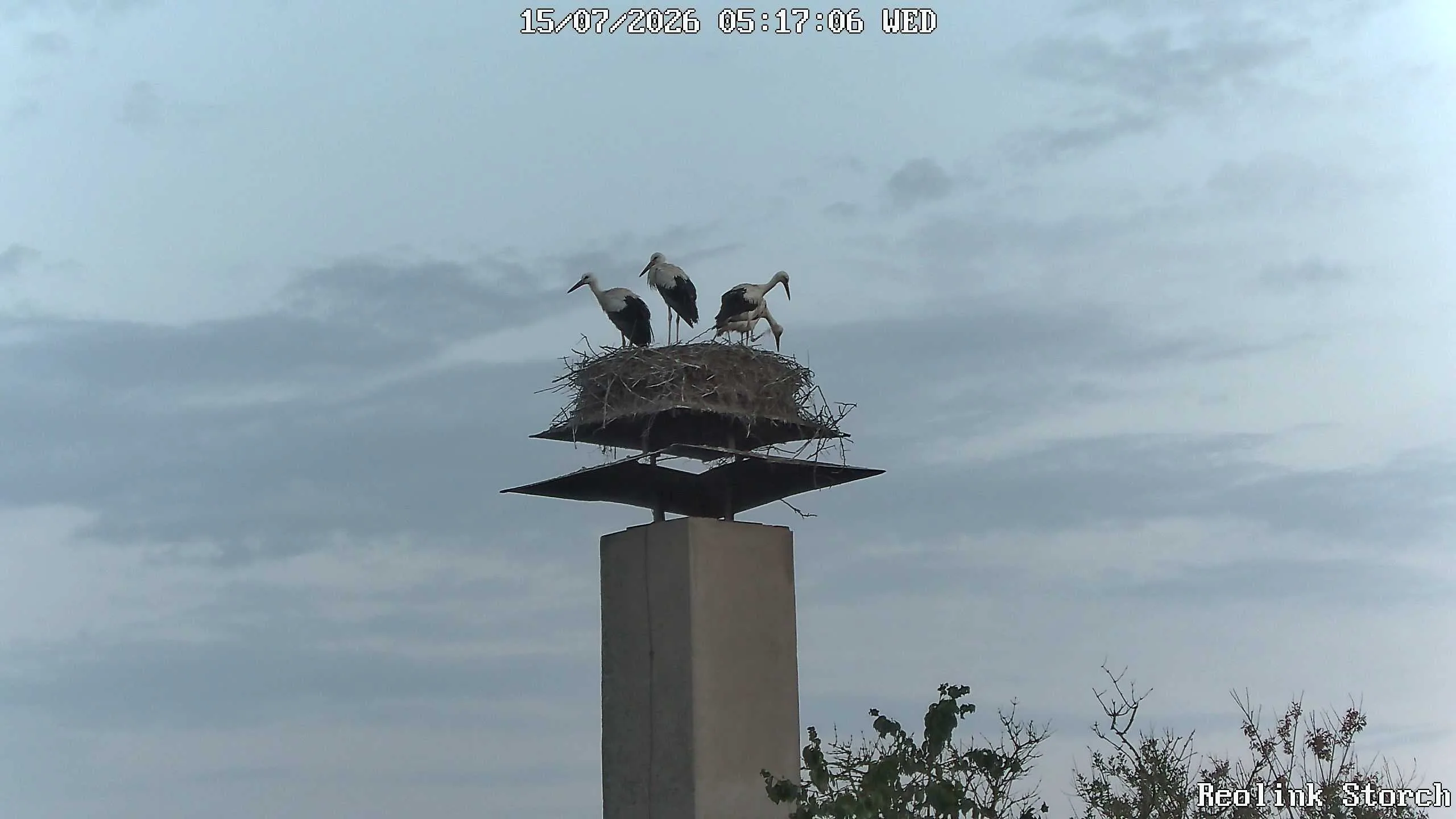 Storchencam Bild