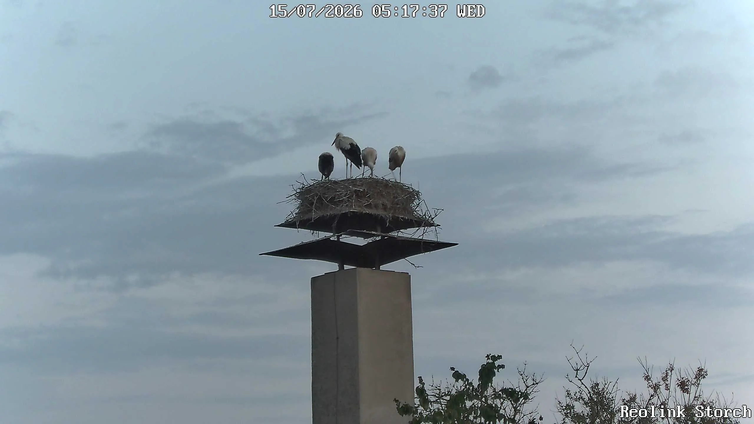 Storchencam Bild