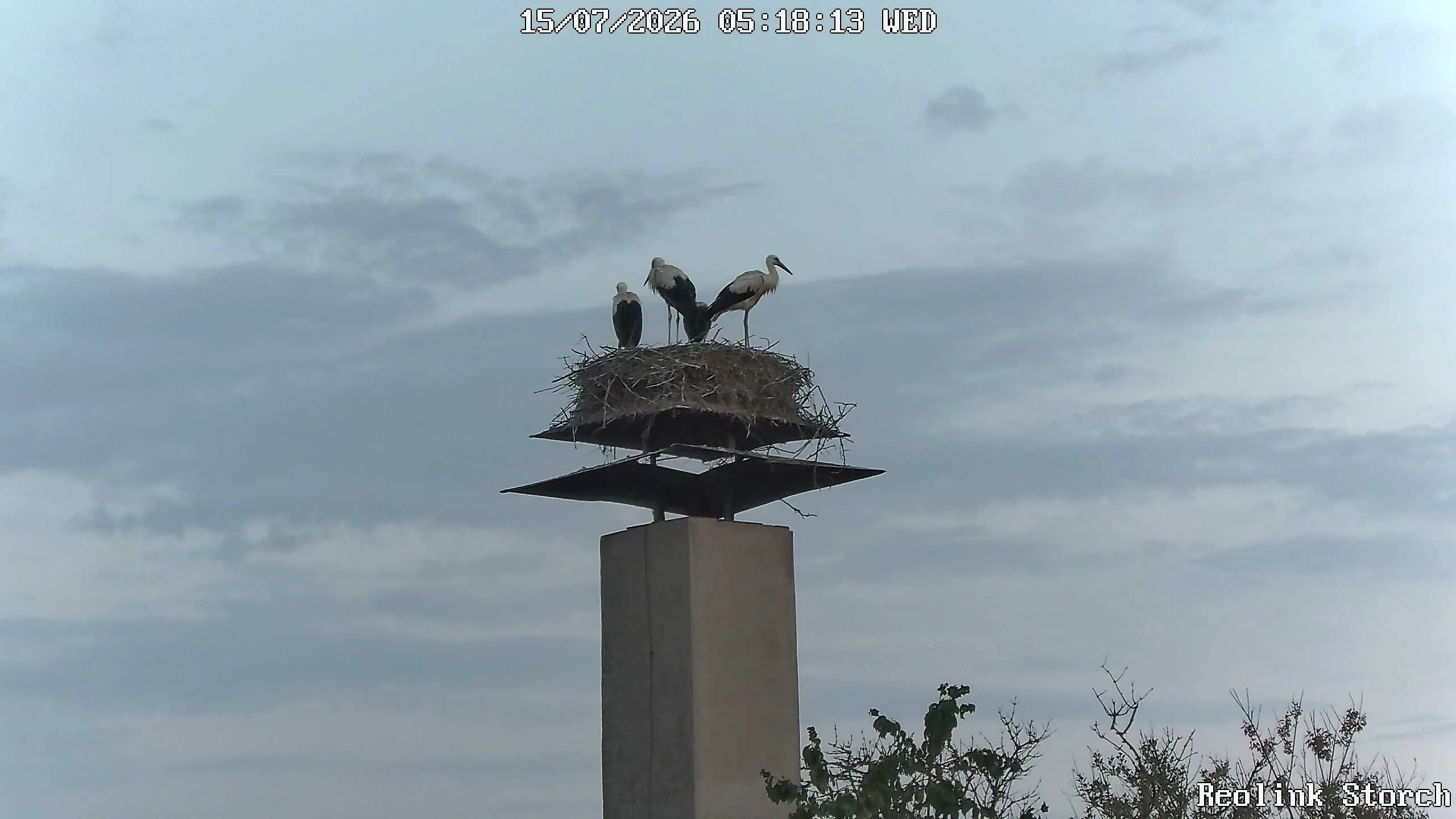 Storchencam Bild