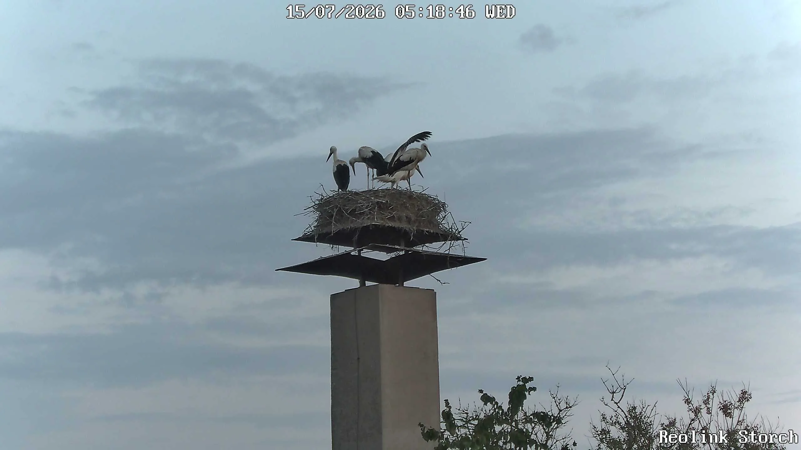 Storchencam Bild