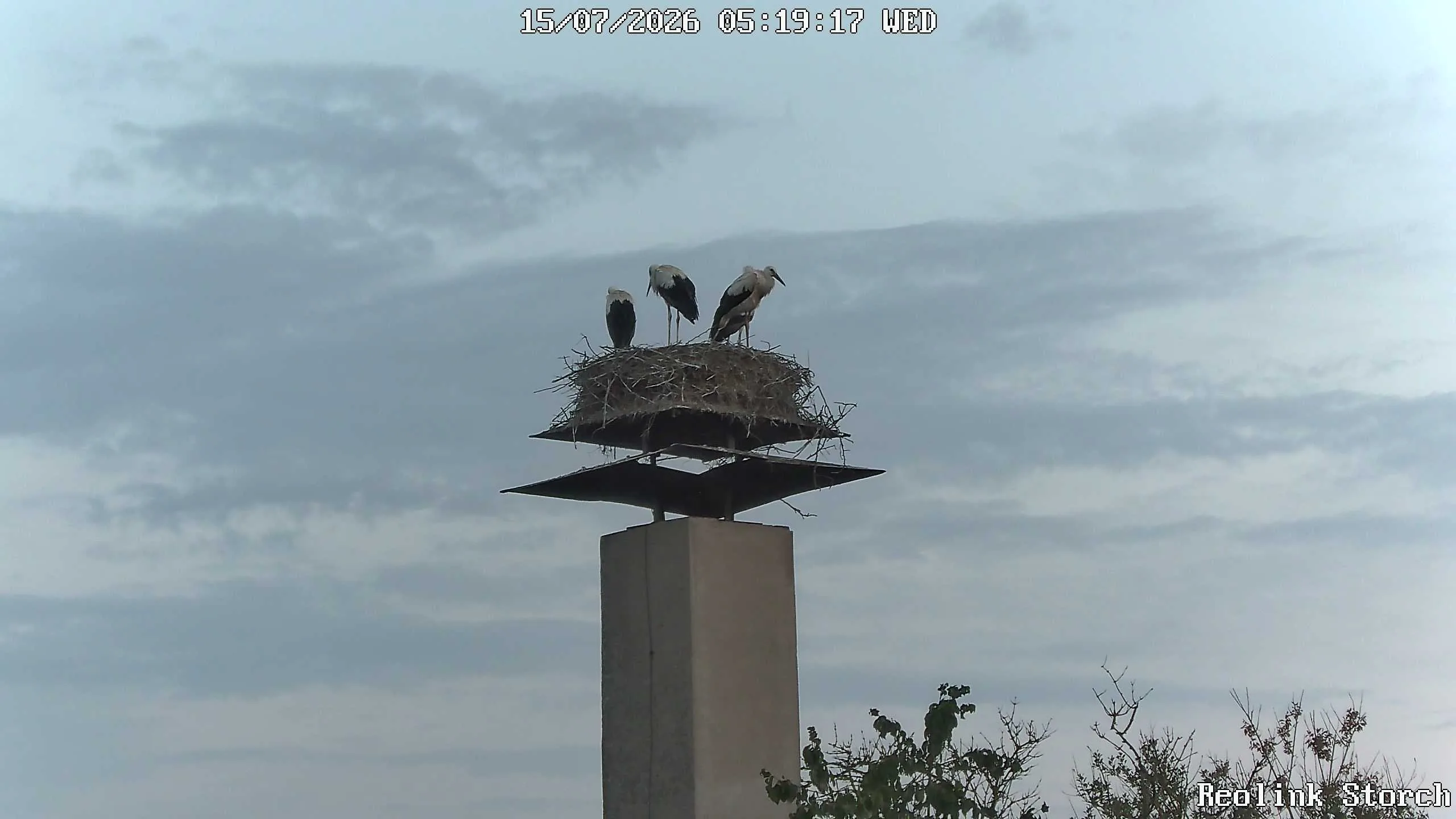 Storchencam Bild