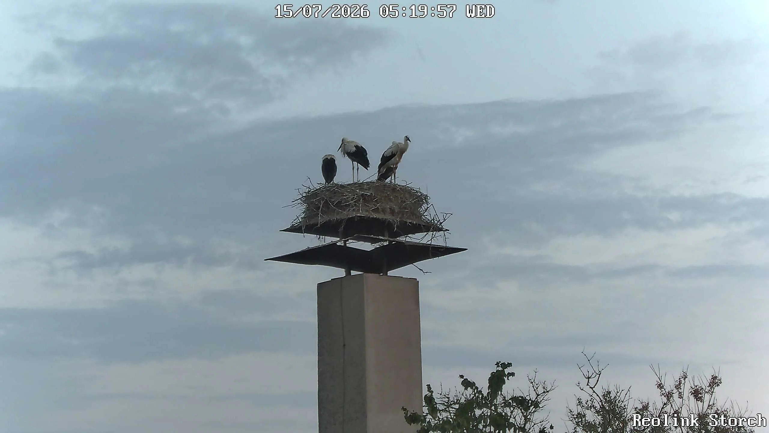 Storchencam Bild