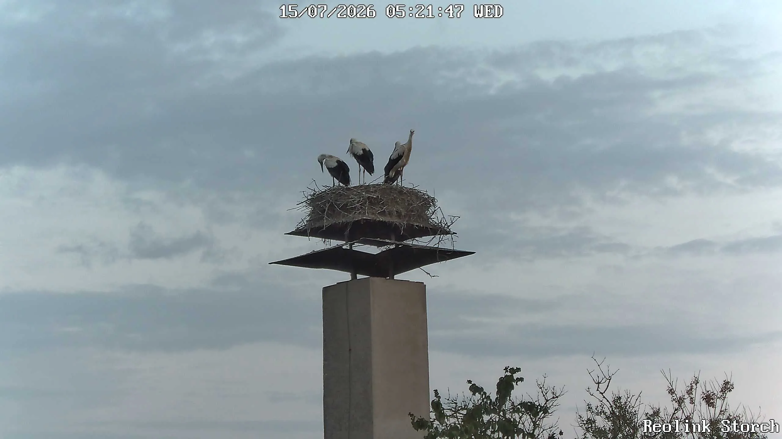 Storchencam Bild