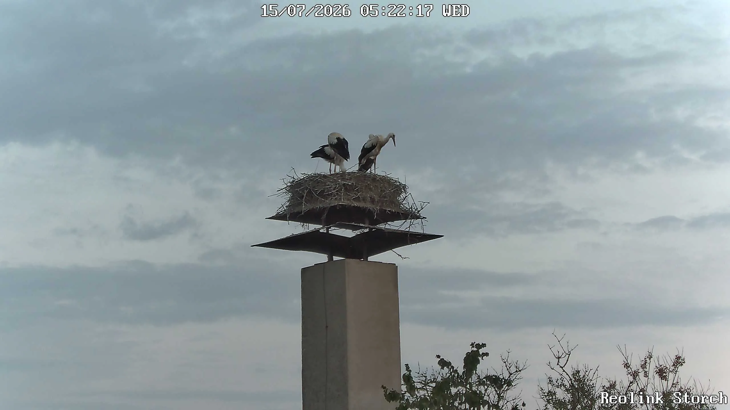 Storchencam Bild