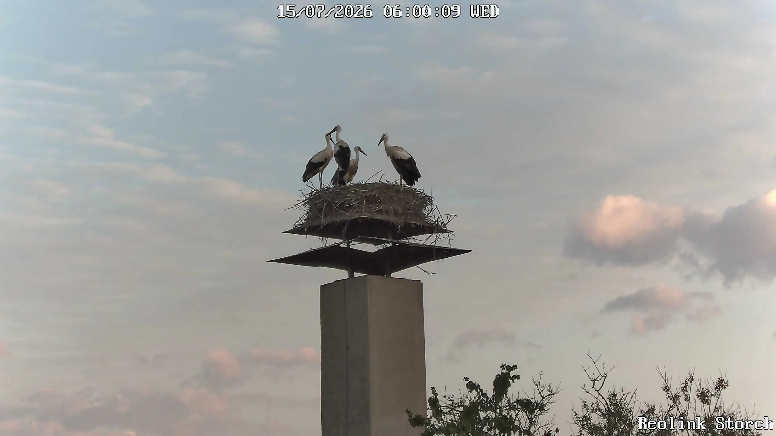Storchencam Bild
