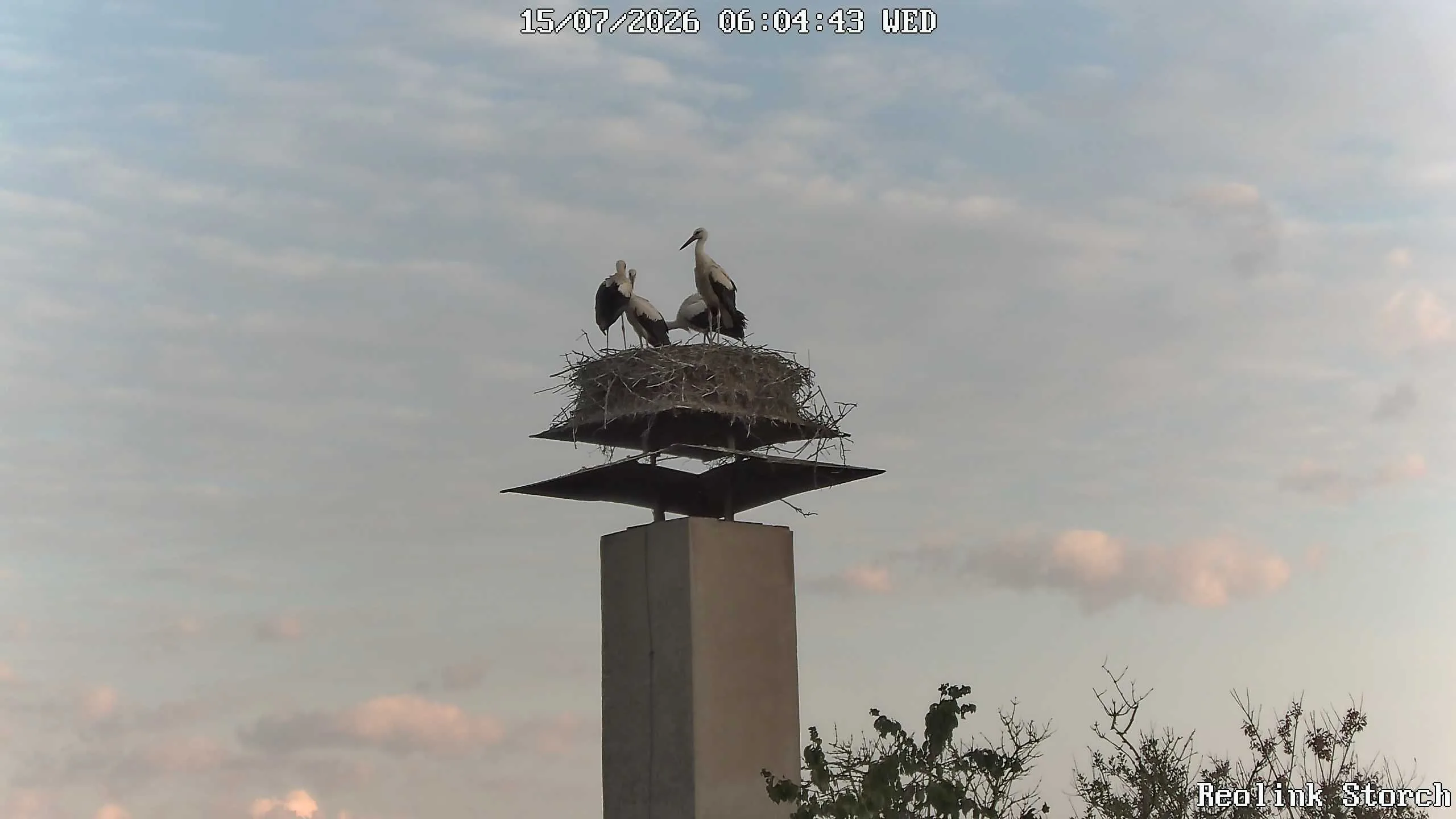 Storchencam Bild