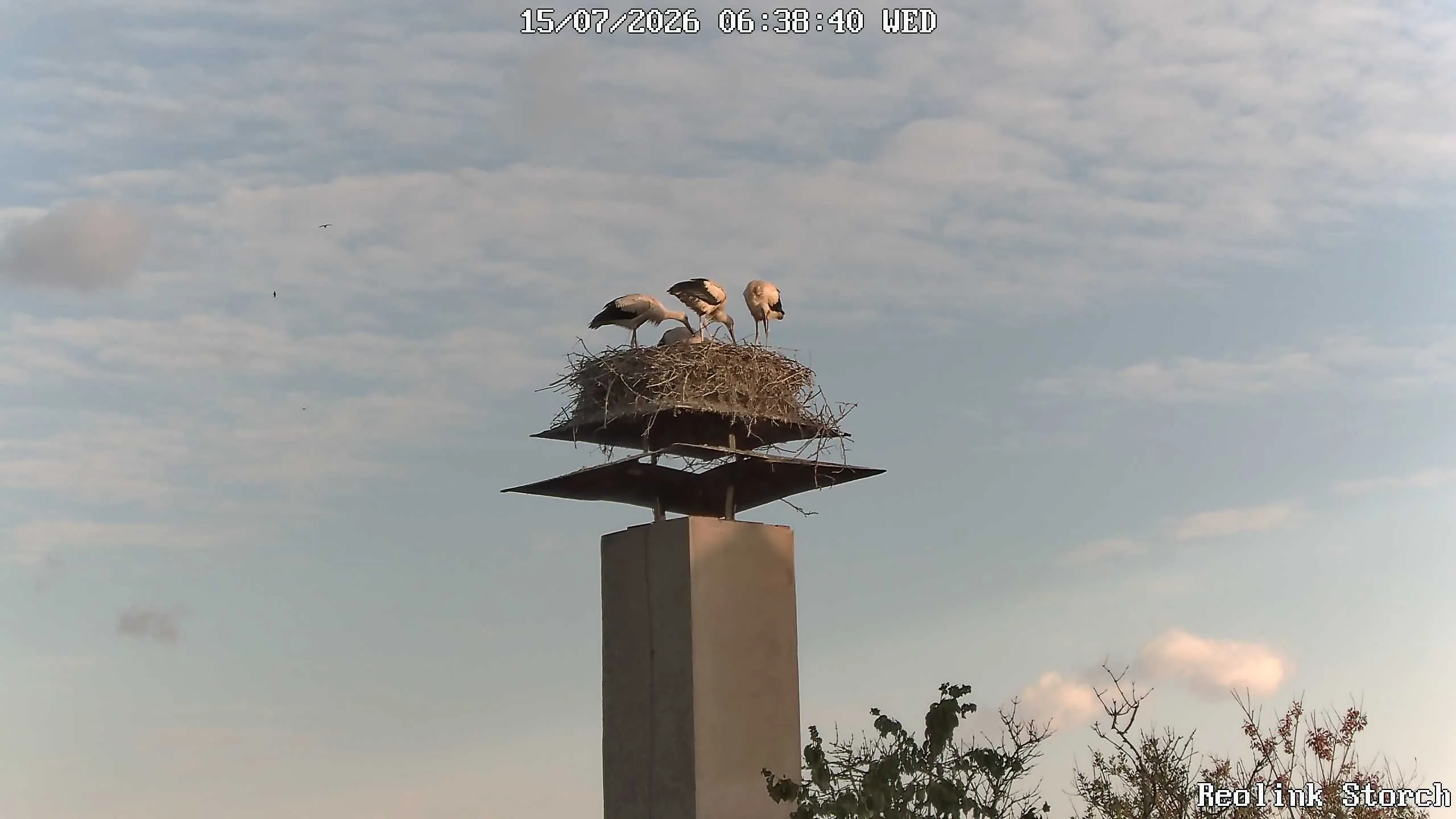 Storchencam Bild