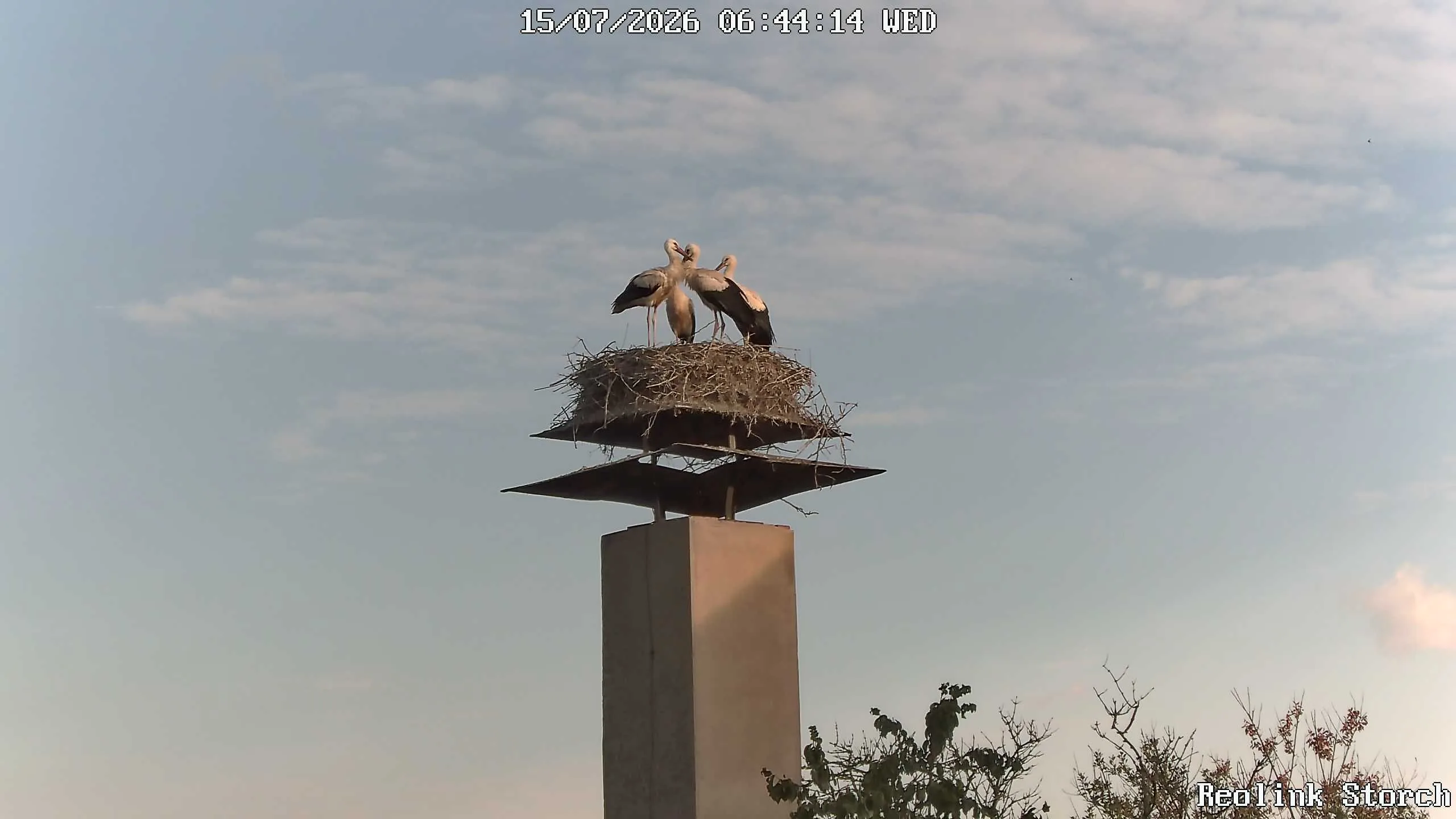 Storchencam Bild