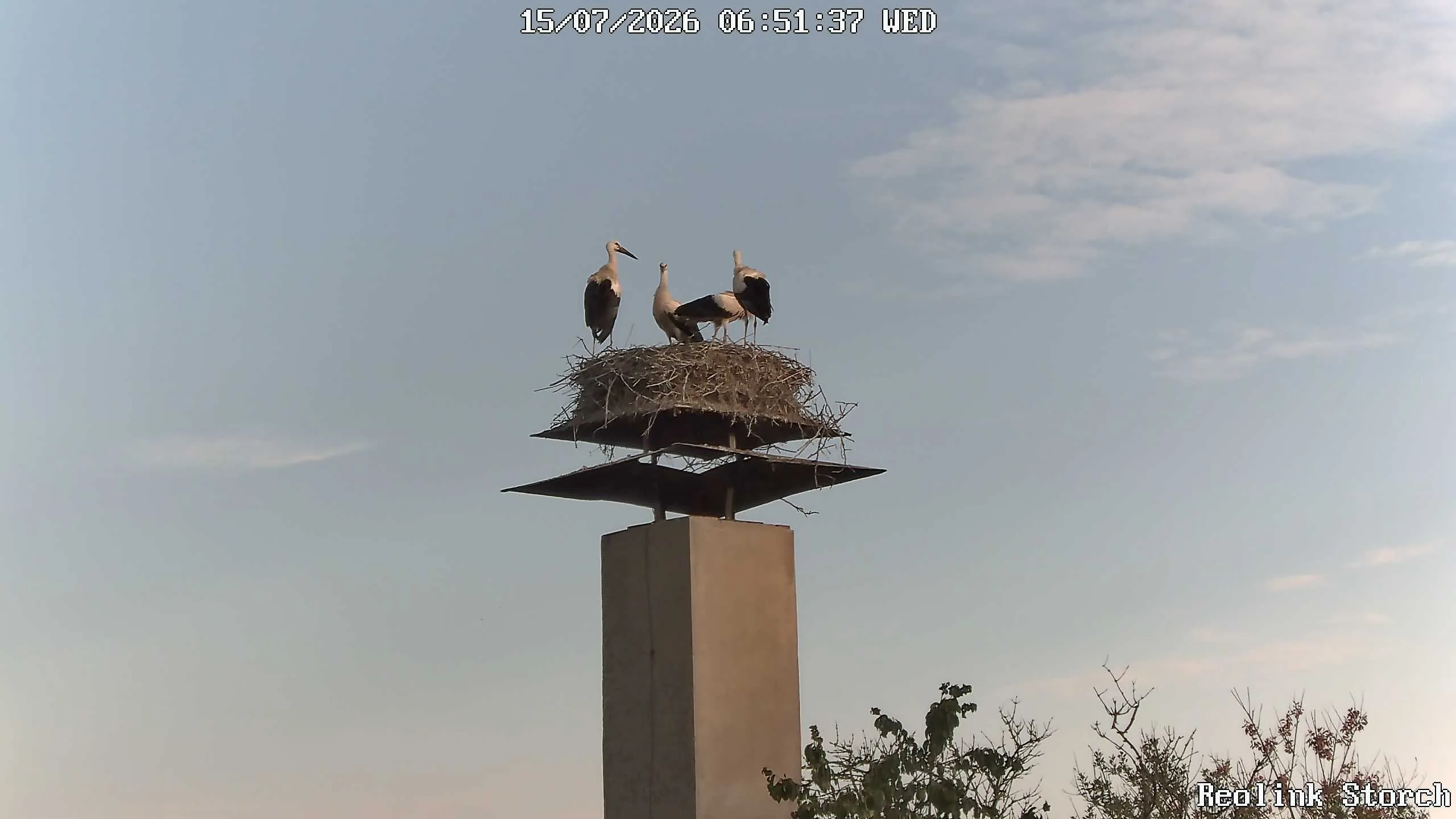 Storchencam Bild