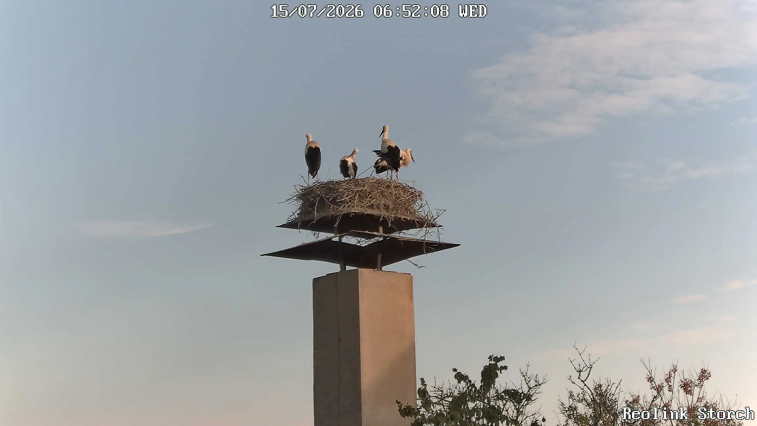 Storchencam Bild