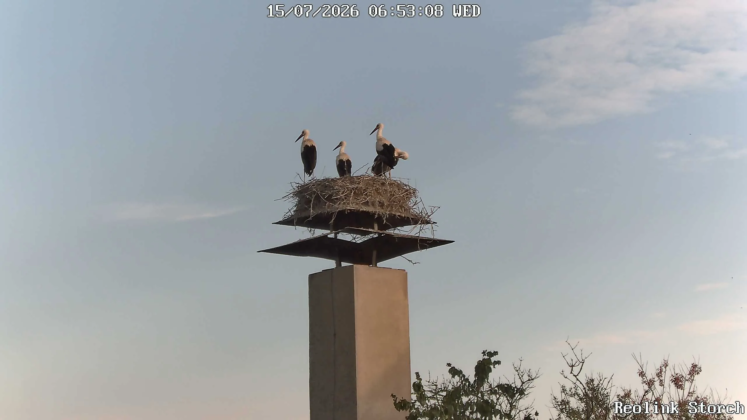 Storchencam Bild