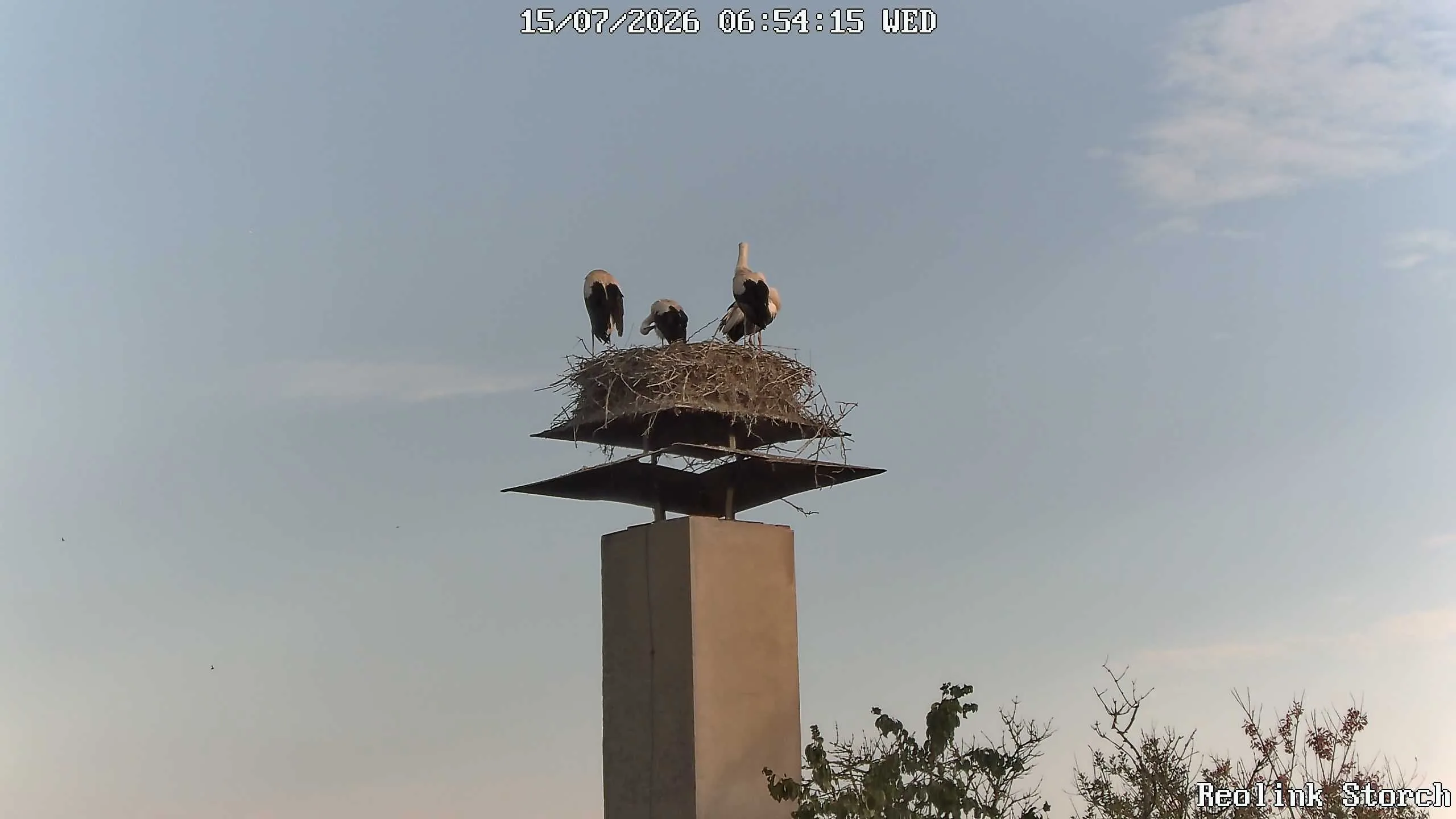 Storchencam Bild