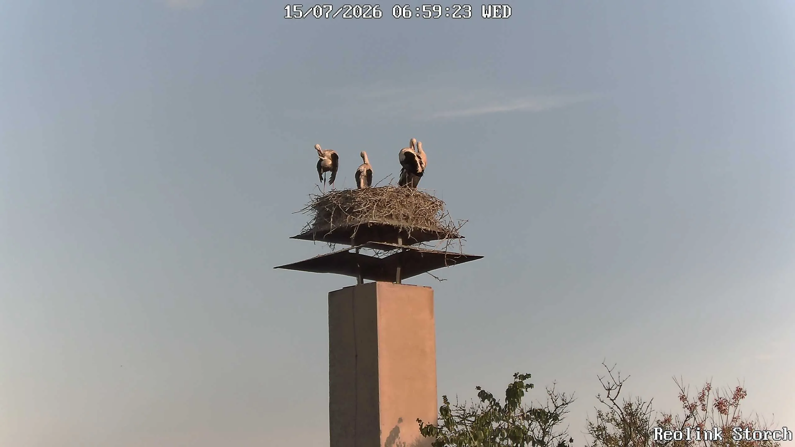 Storchencam Bild