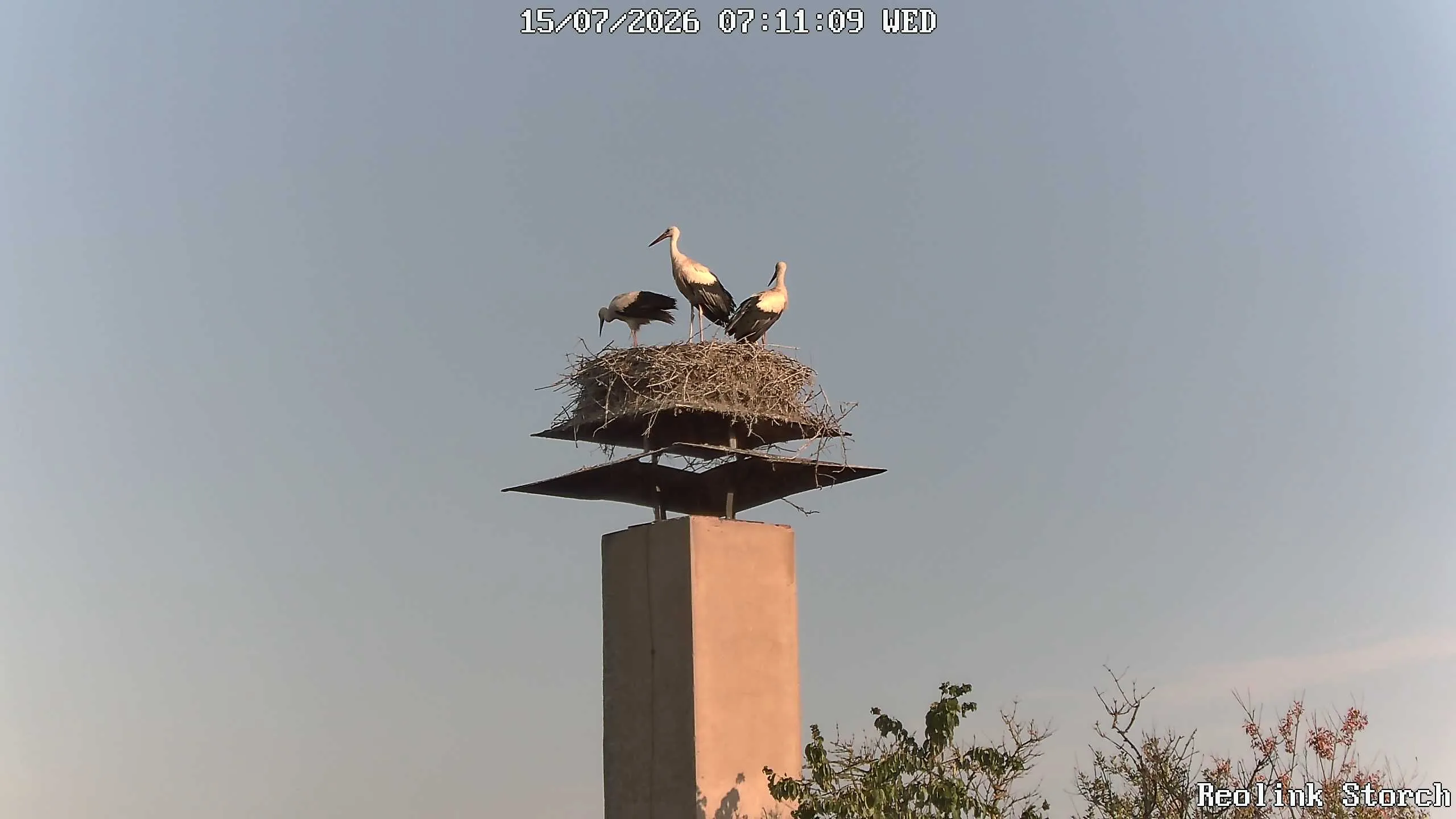 Storchencam Bild