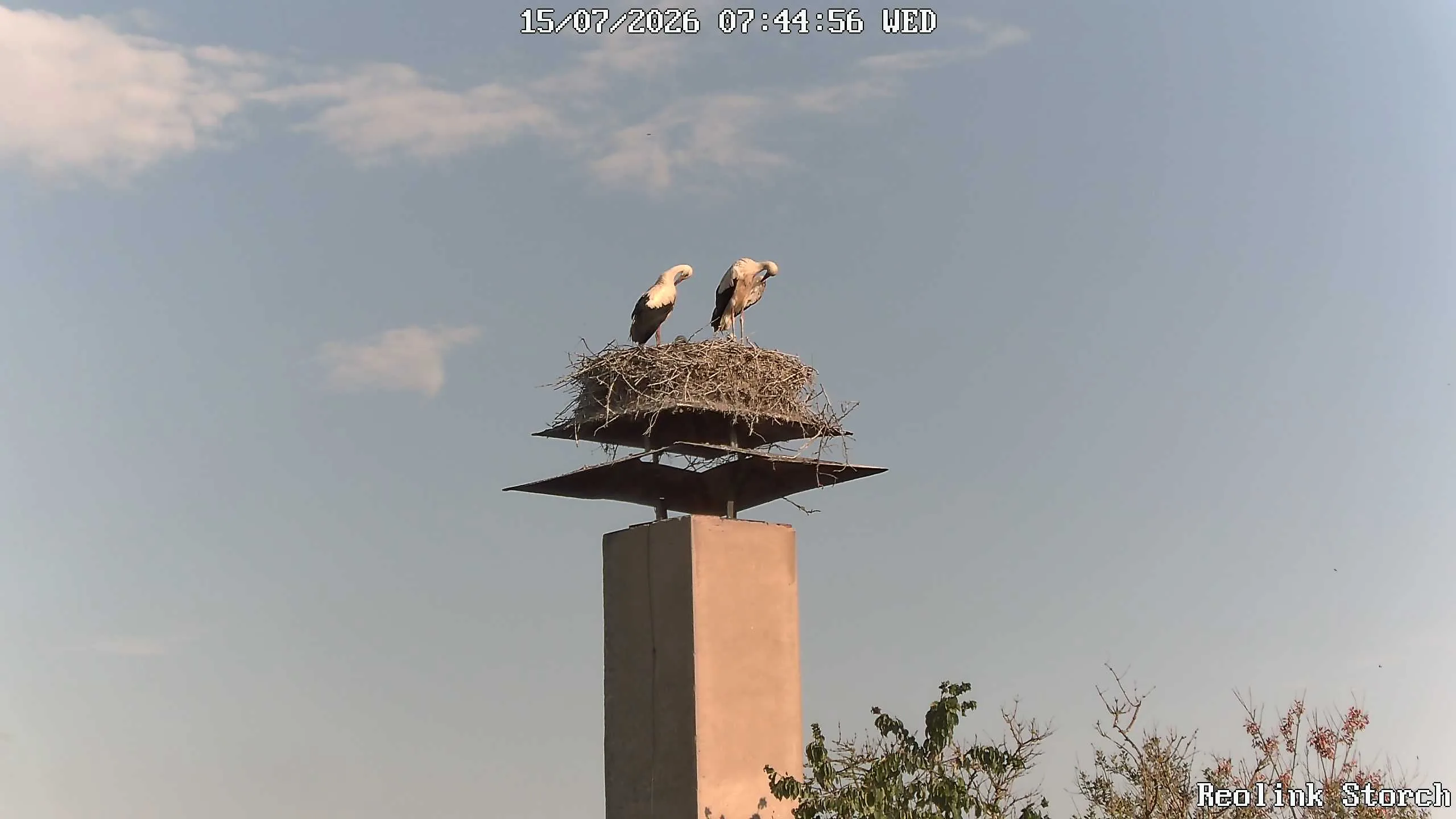 Storchencam Bild