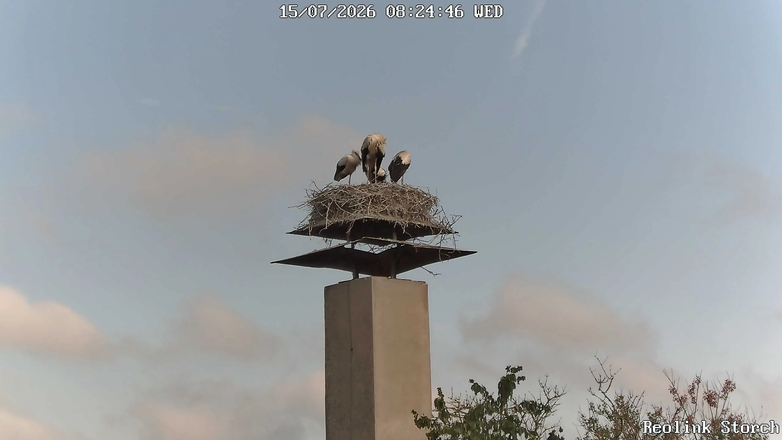 Storchencam Bild