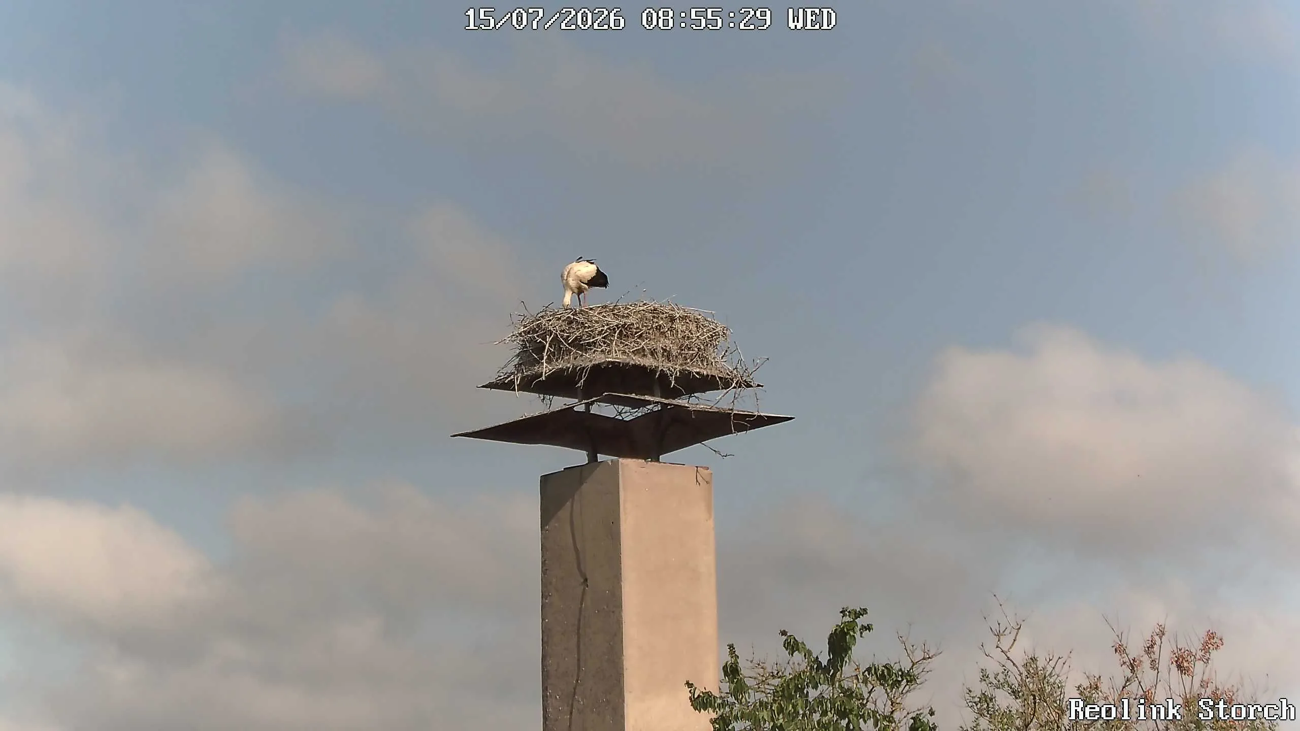 Storchencam Bild