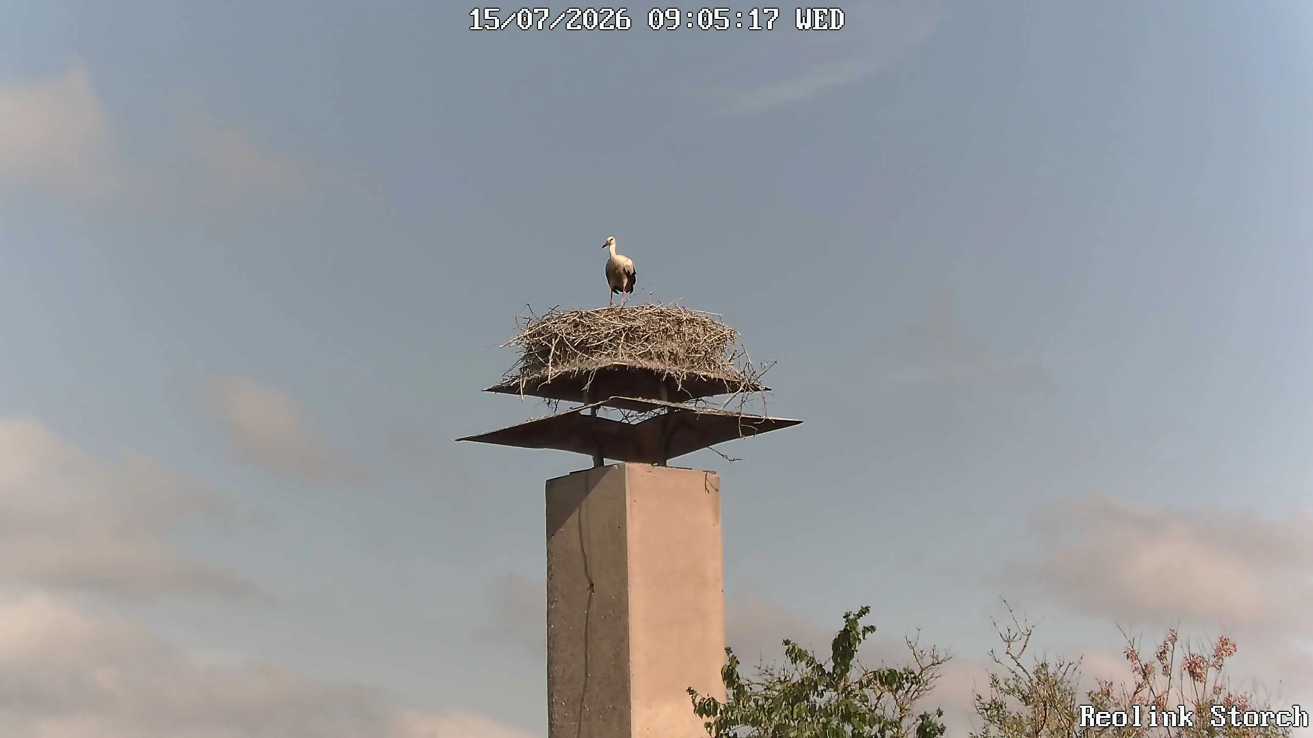 Storchencam Bild