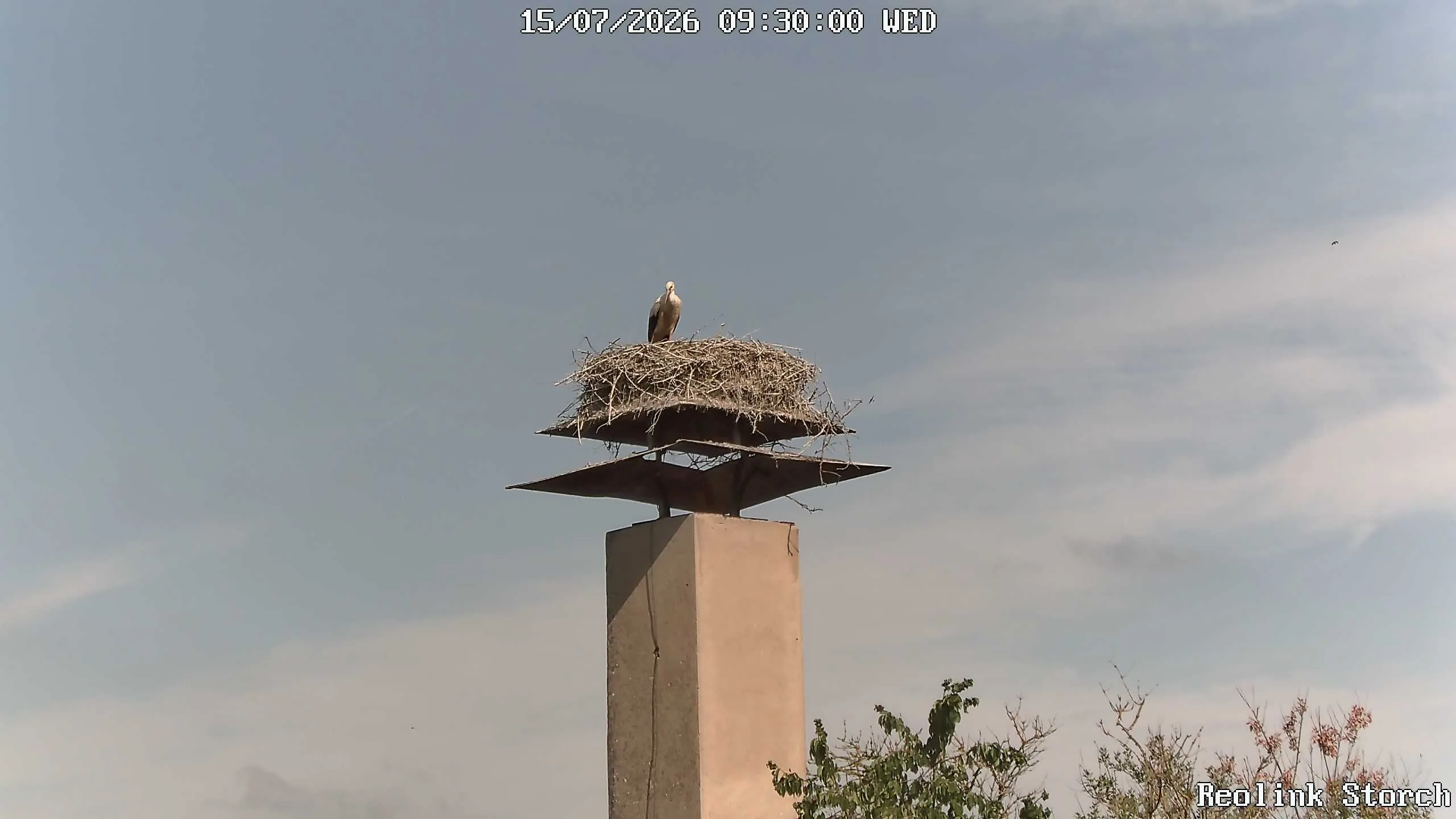Storchencam Bild