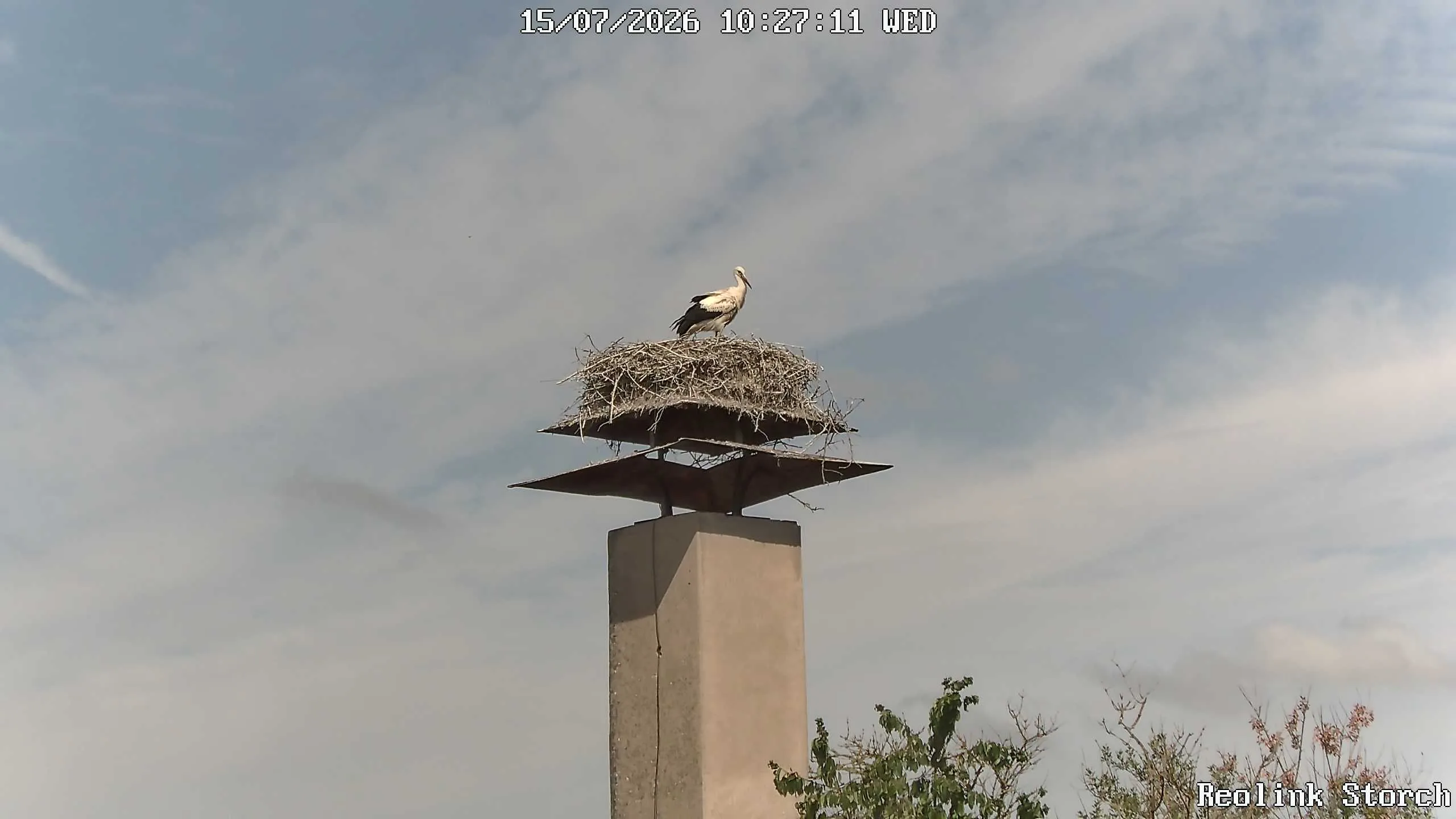 Storchencam Bild