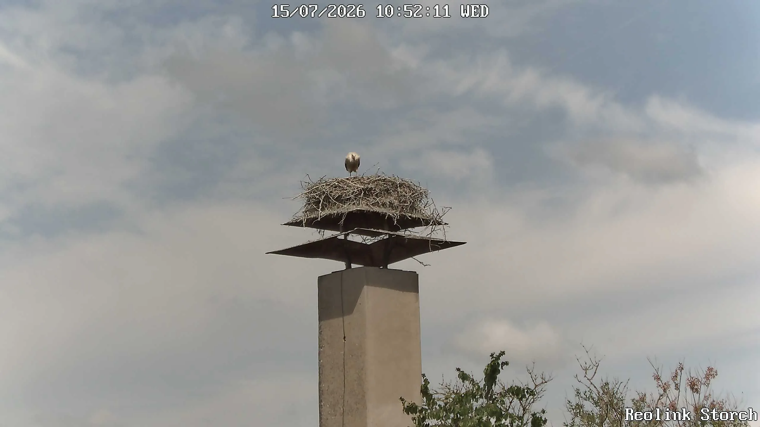 Storchencam Bild