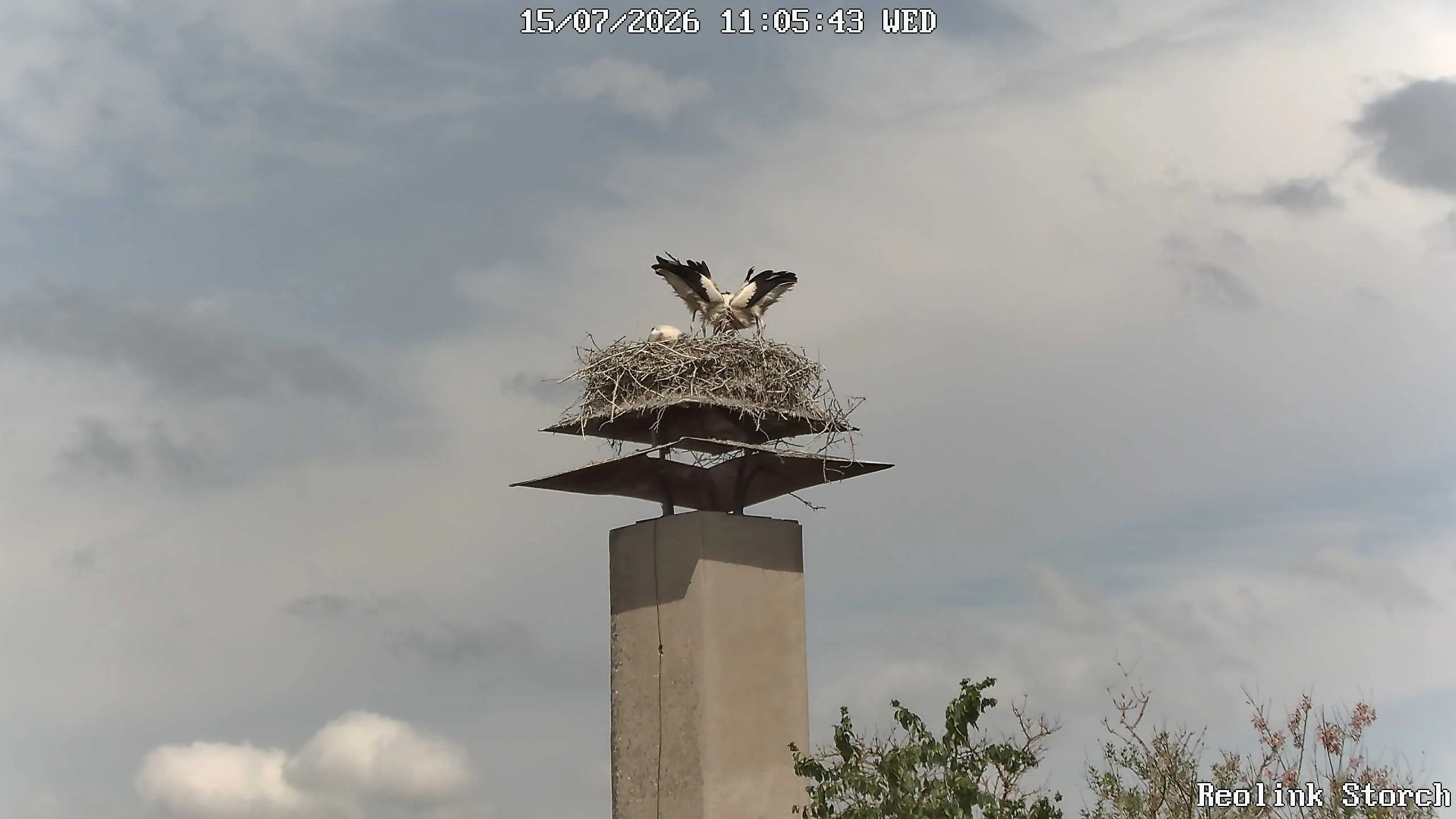 Storchencam Bild