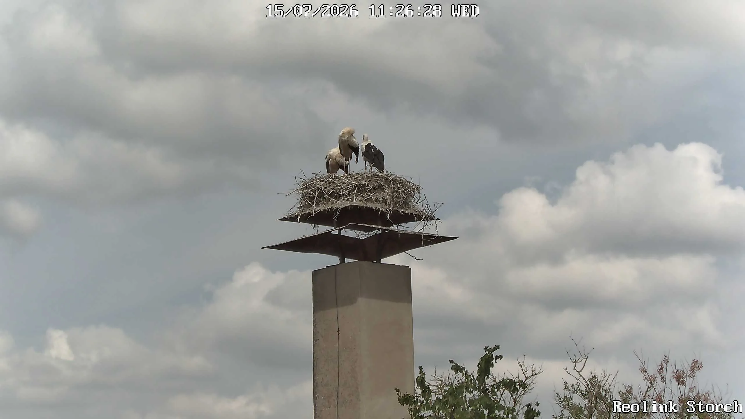 Storchencam Bild
