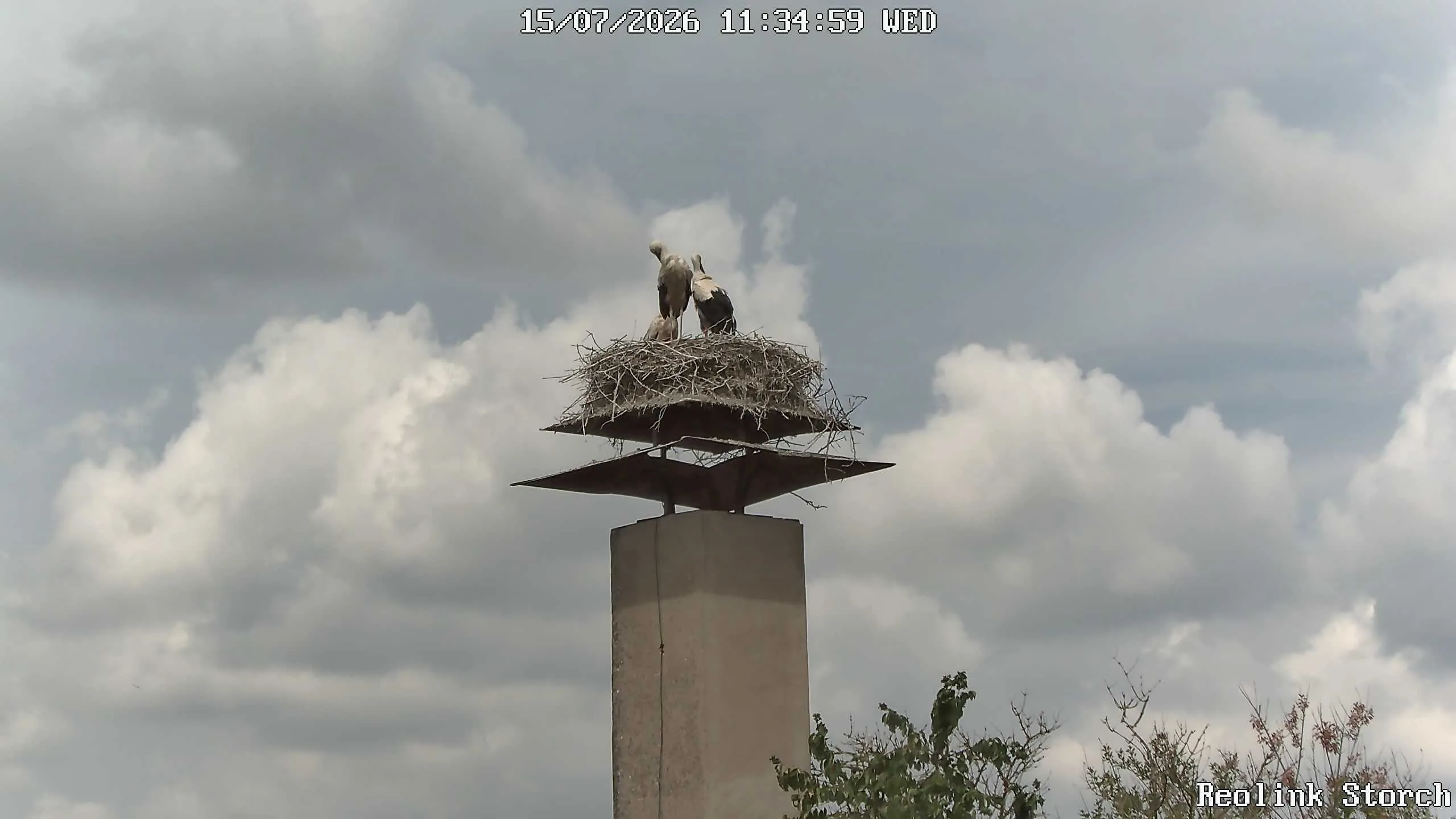 Storchencam Bild