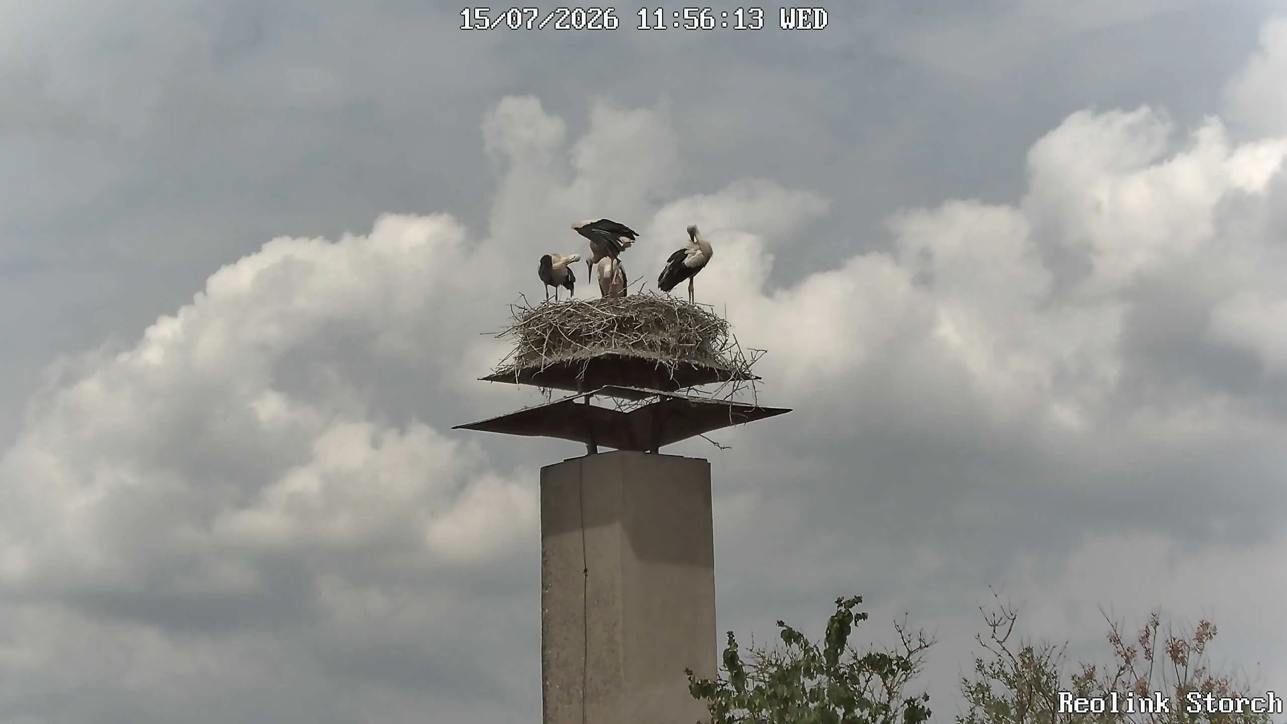 Storchencam Bild