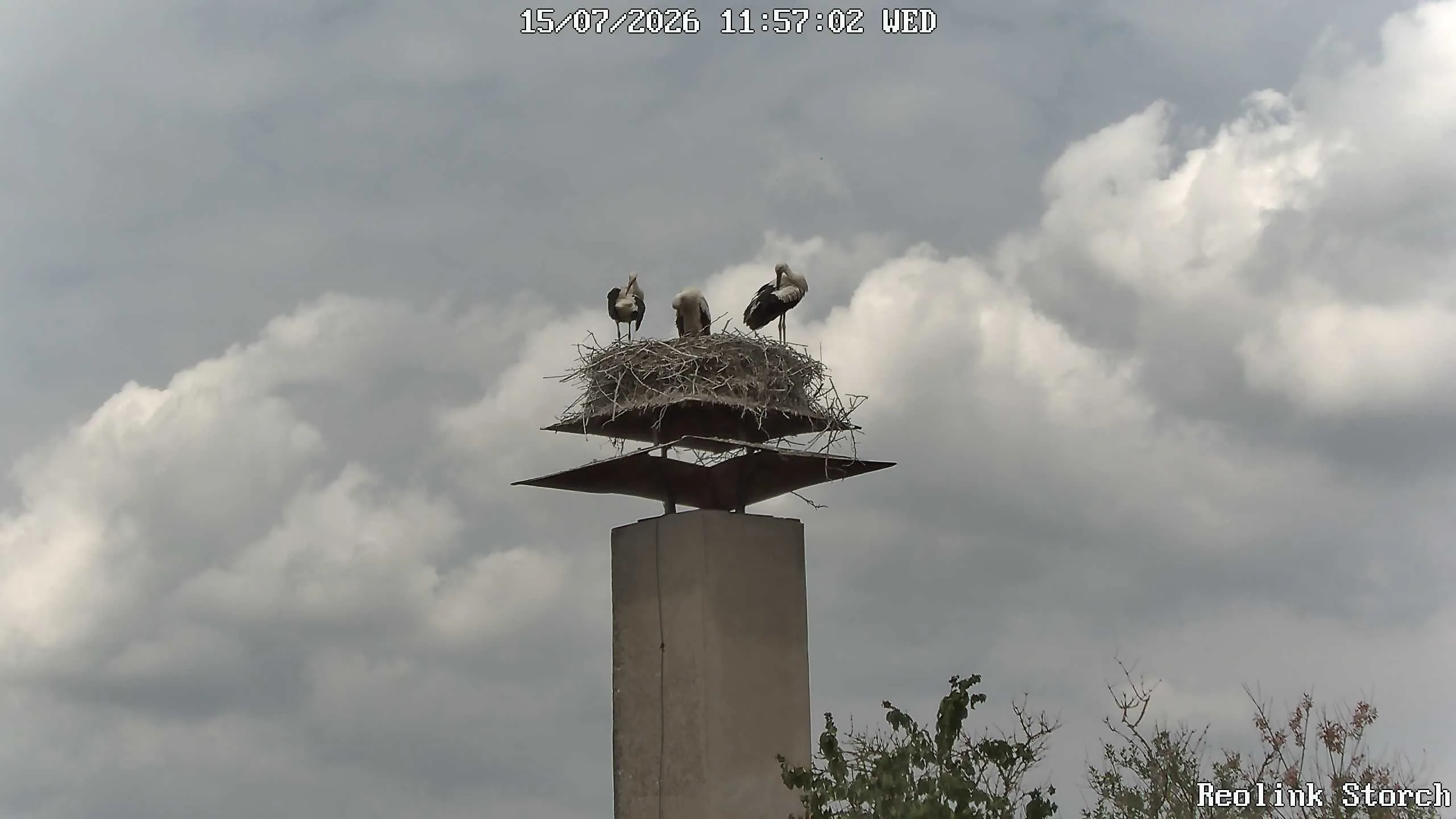 Storchencam Bild