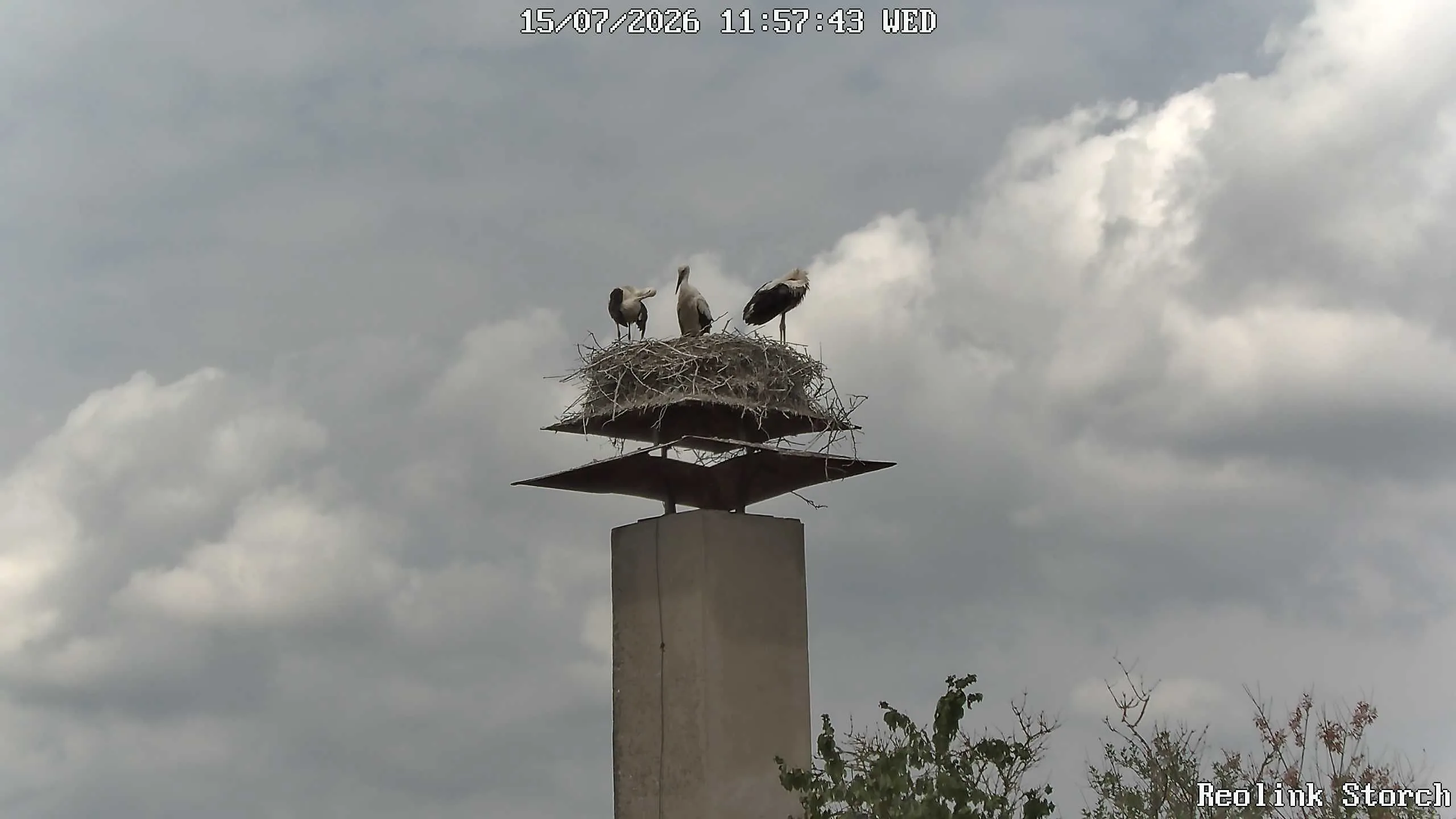 Storchencam Bild