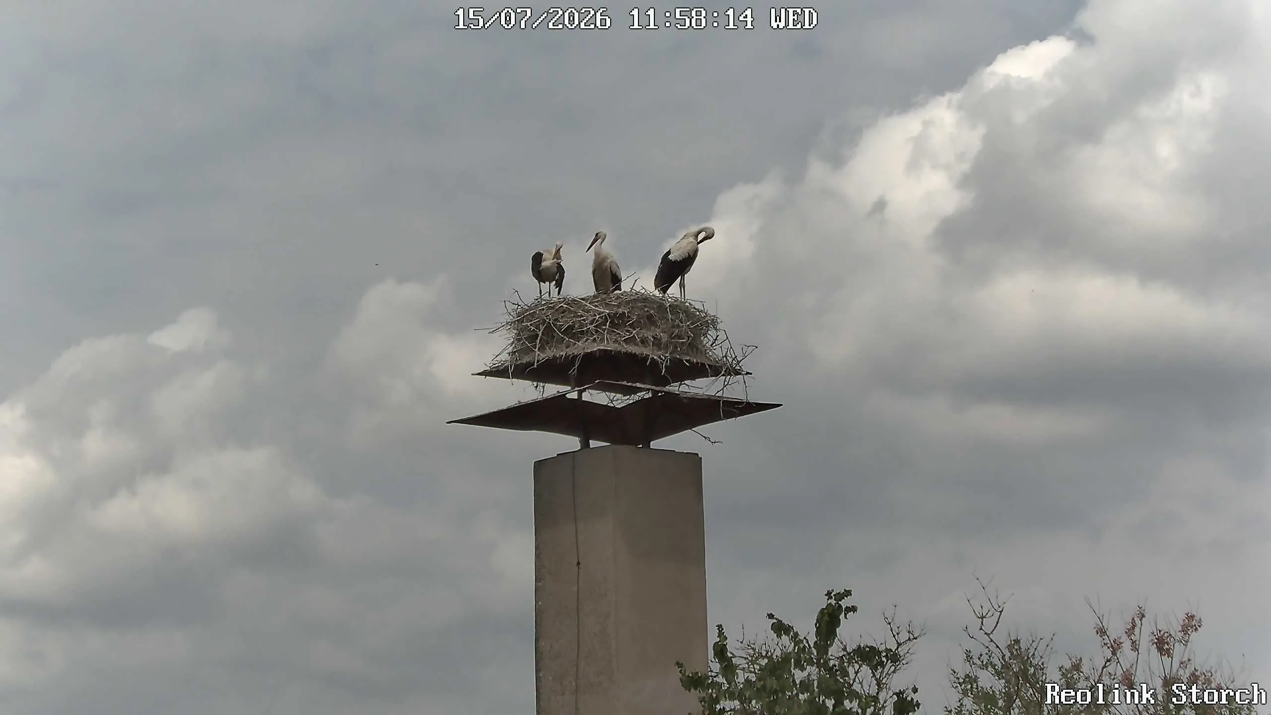Storchencam Bild