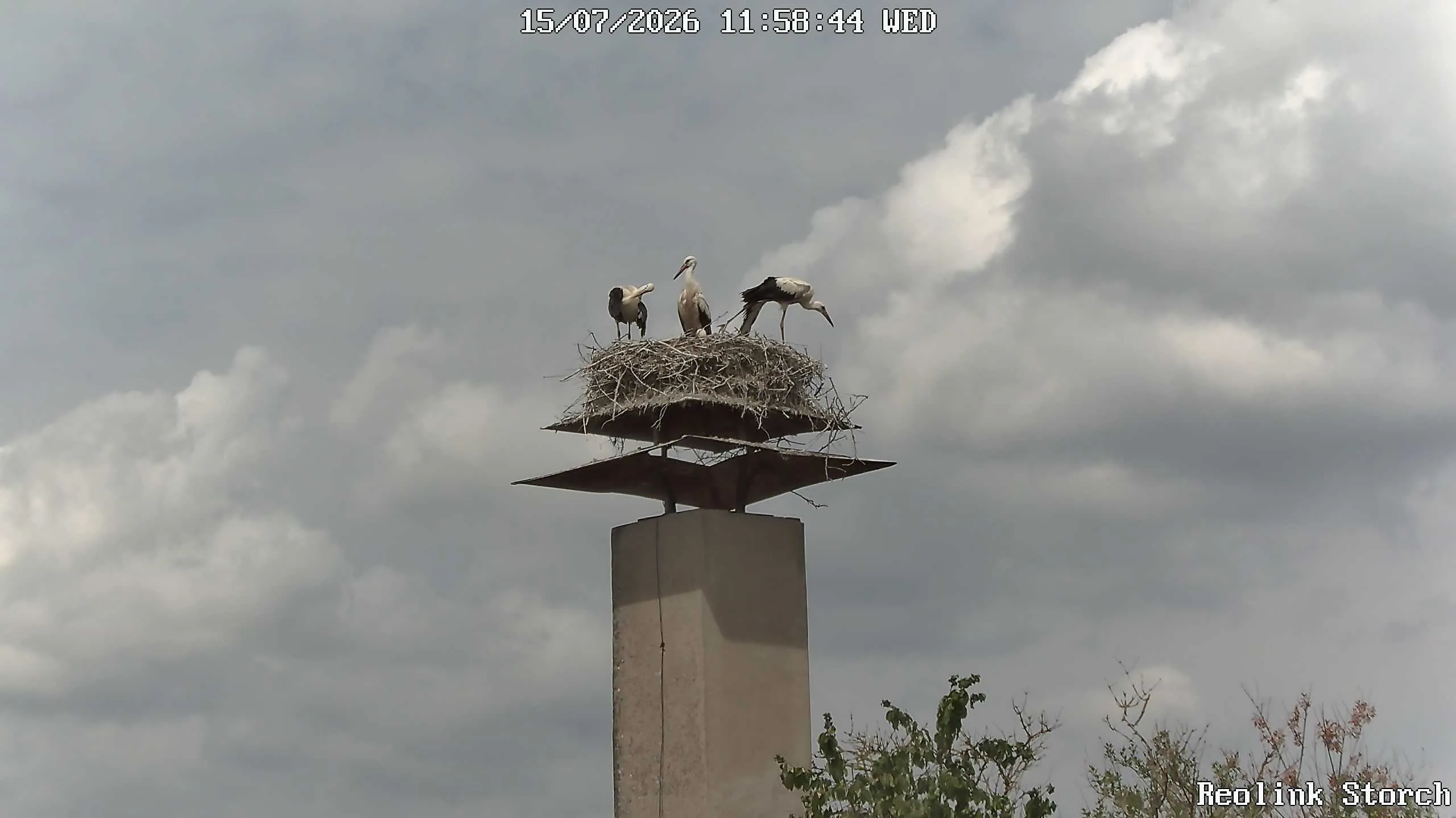 Storchencam Bild