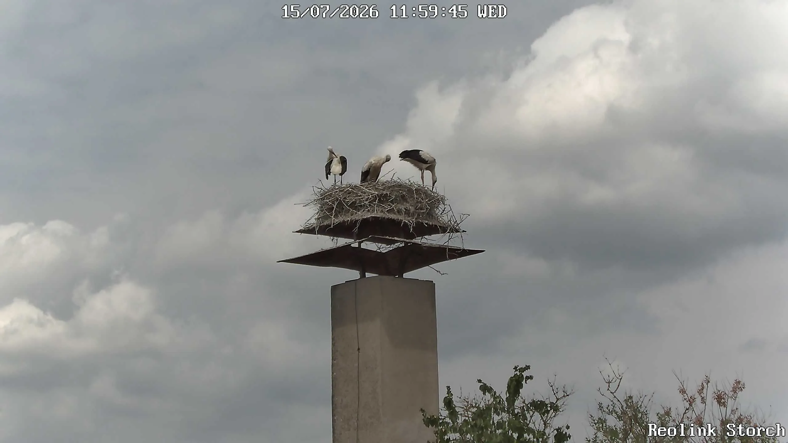 Storchencam Bild