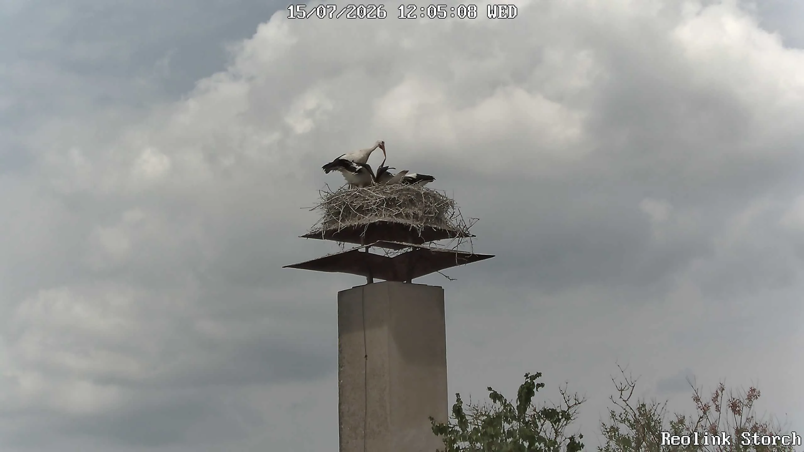 Storchencam Bild