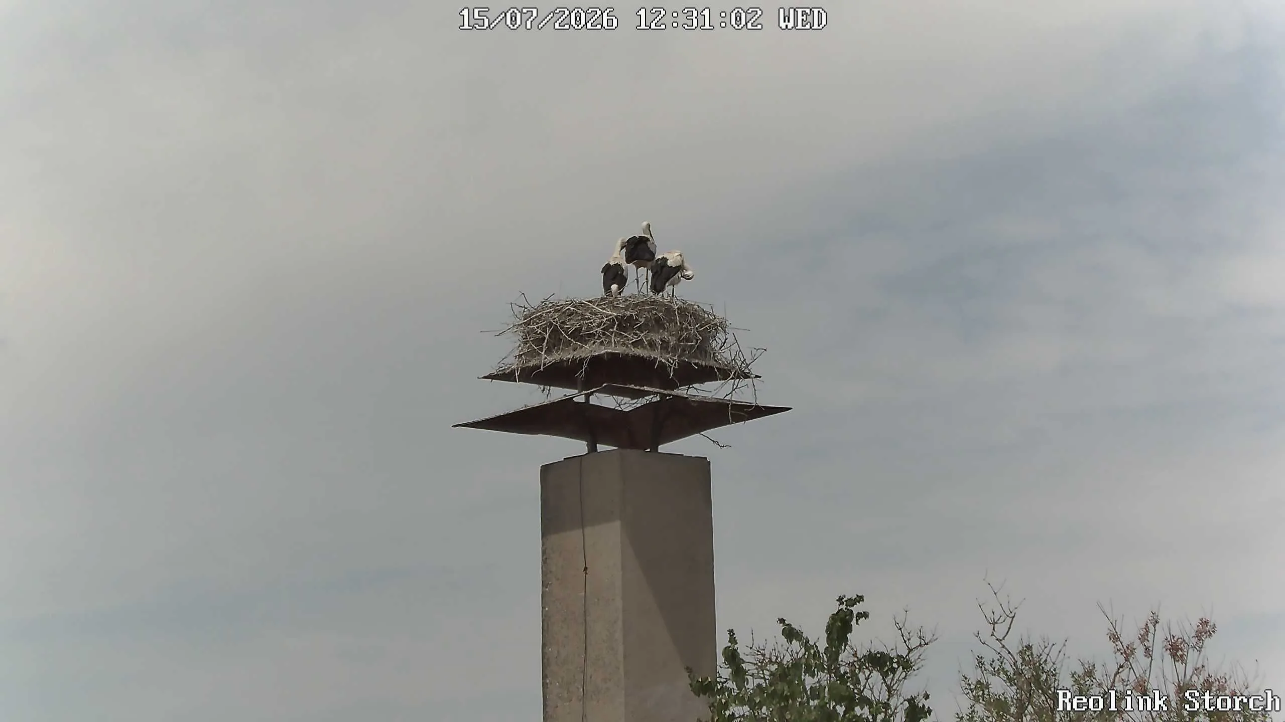 Storchencam Bild
