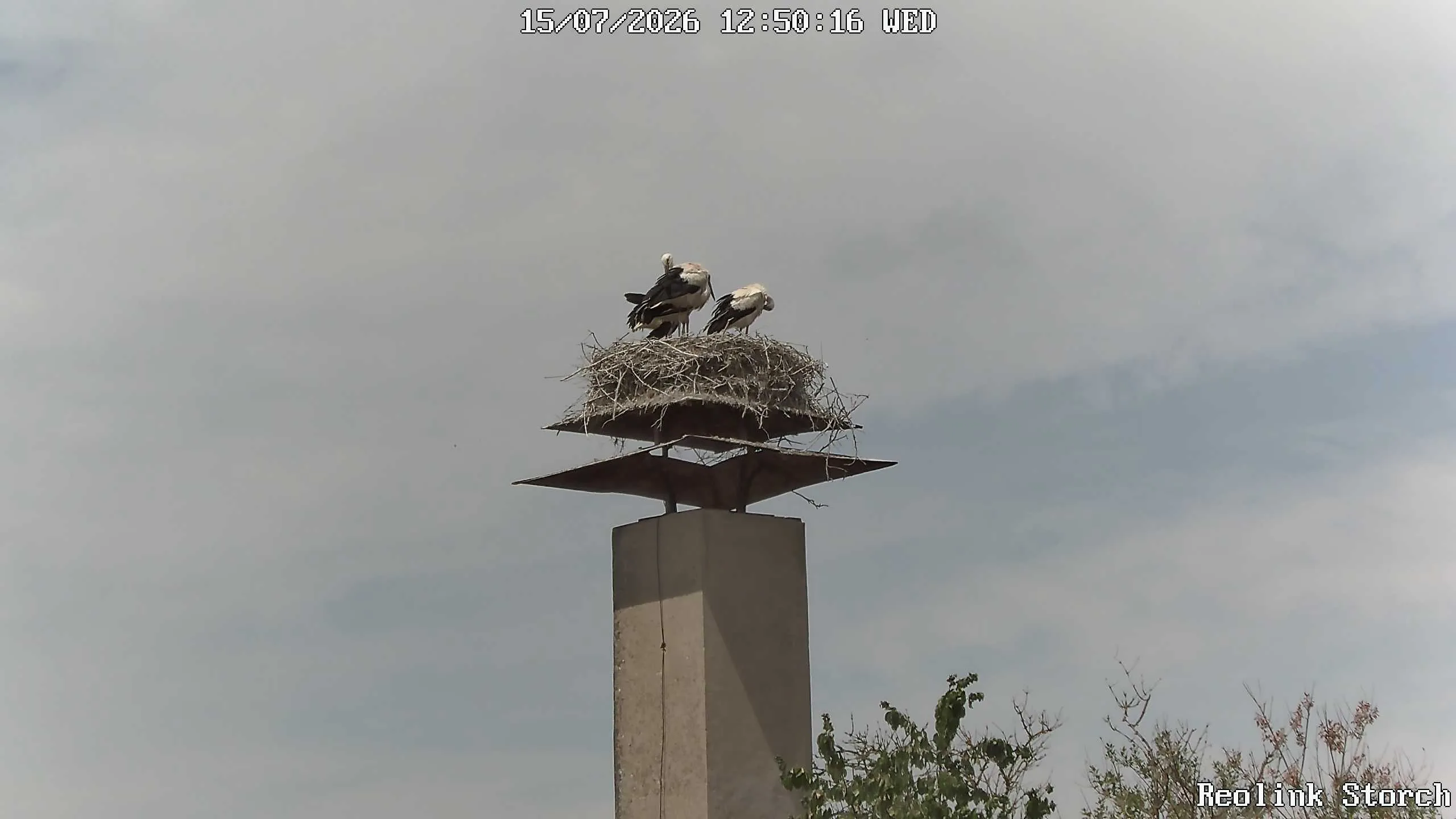 Storchencam Bild