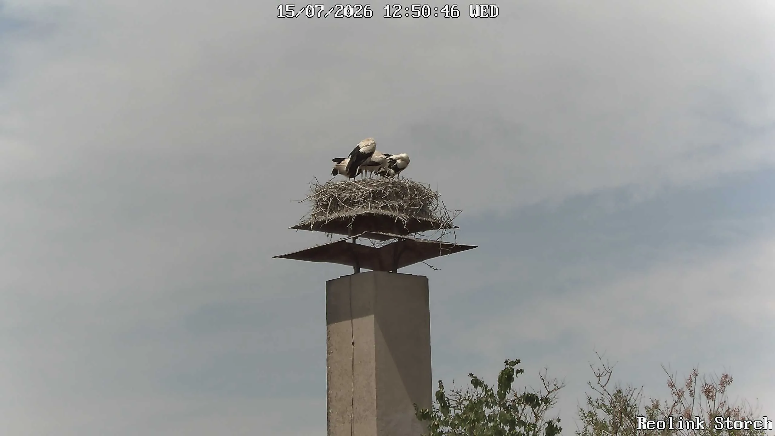 Storchencam Bild