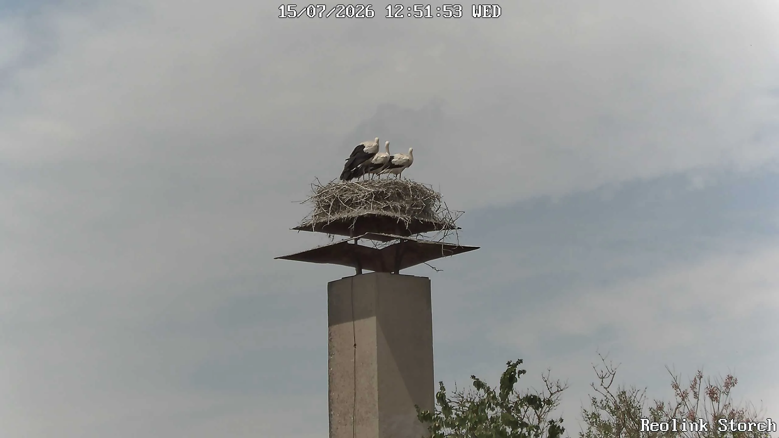 Storchencam Bild